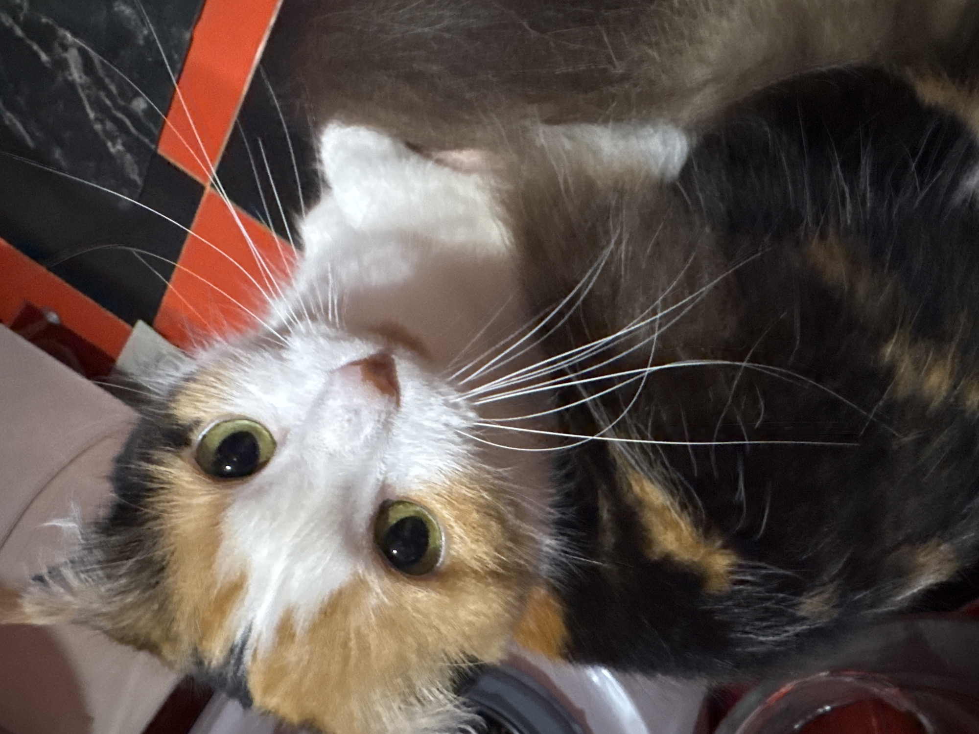 Quiet morning routine with cats and breakfast in Sochi