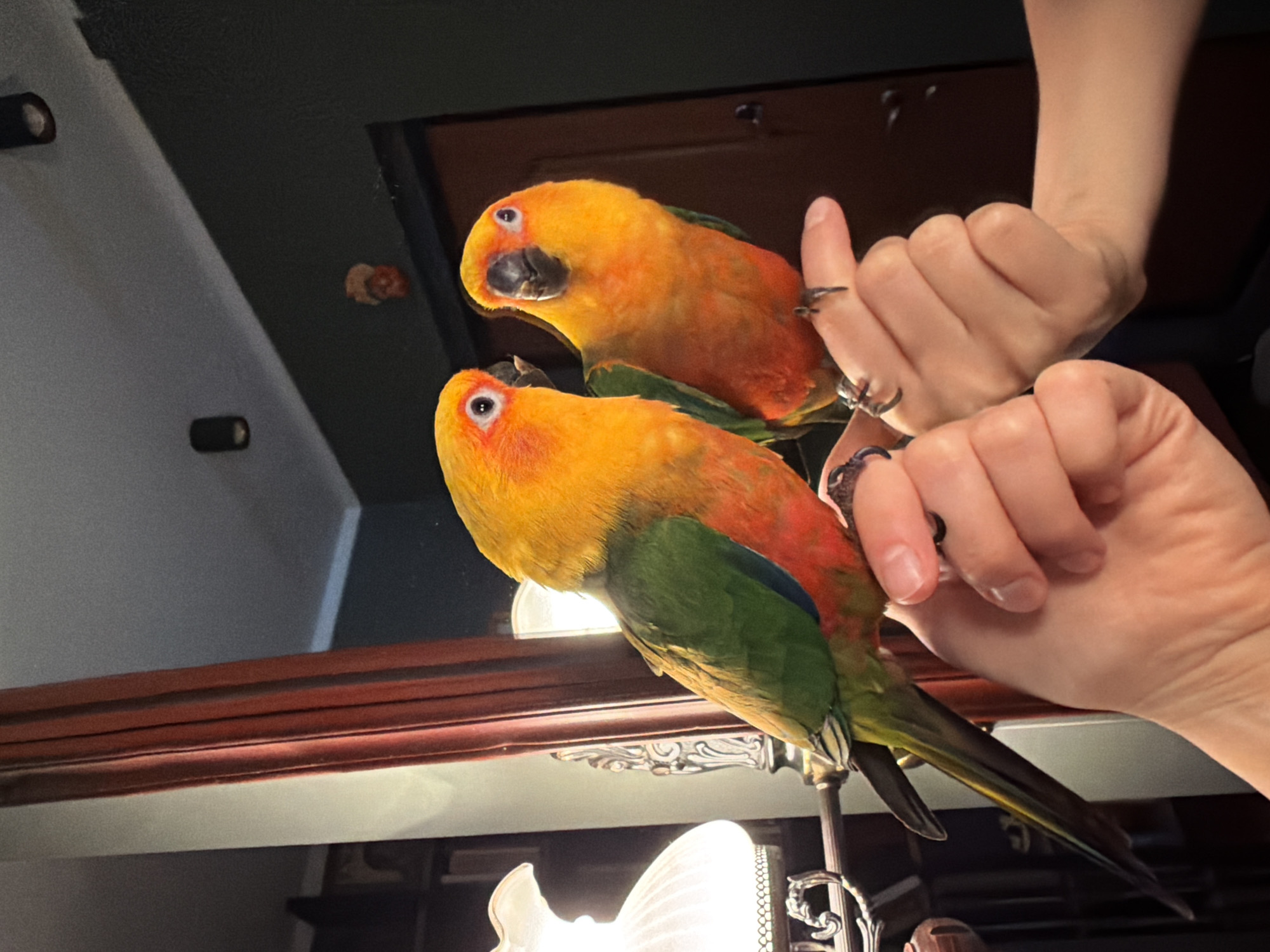 Sun Conures hanging out up close, indoors