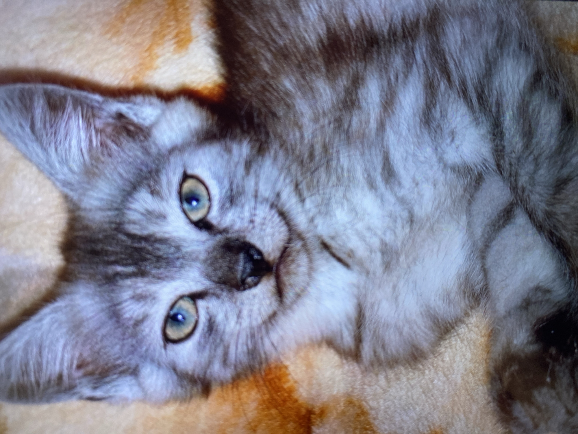 Cats, plush toys, and everyday snapshots from Luh, Ukraine