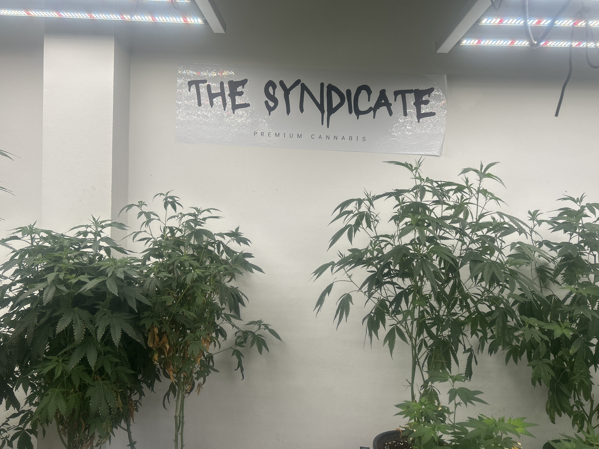 Inside a cannabis dispensary in Rawai, Thailand
