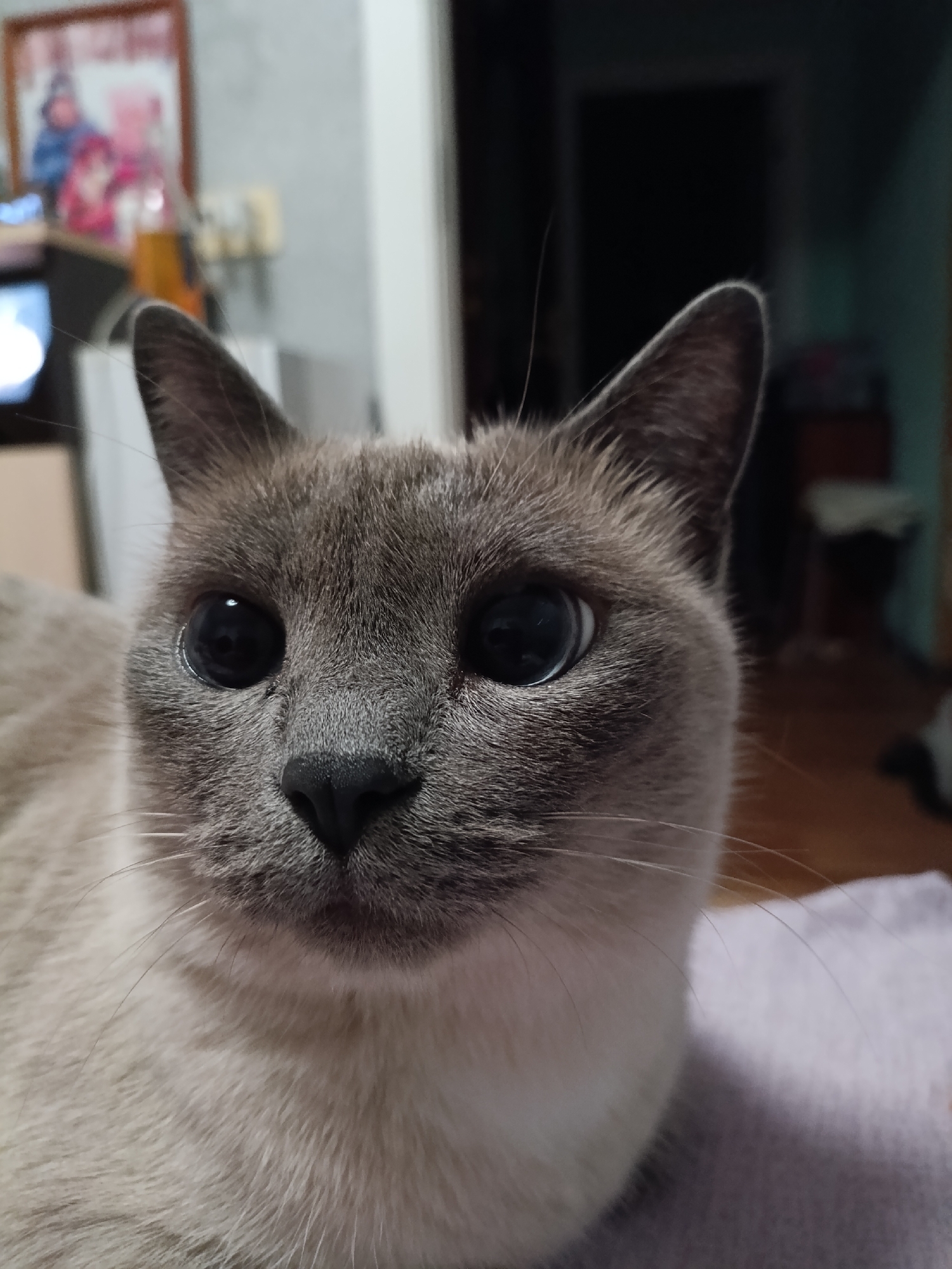 Cats at home in Chaikovsky, caught in a quiet moment