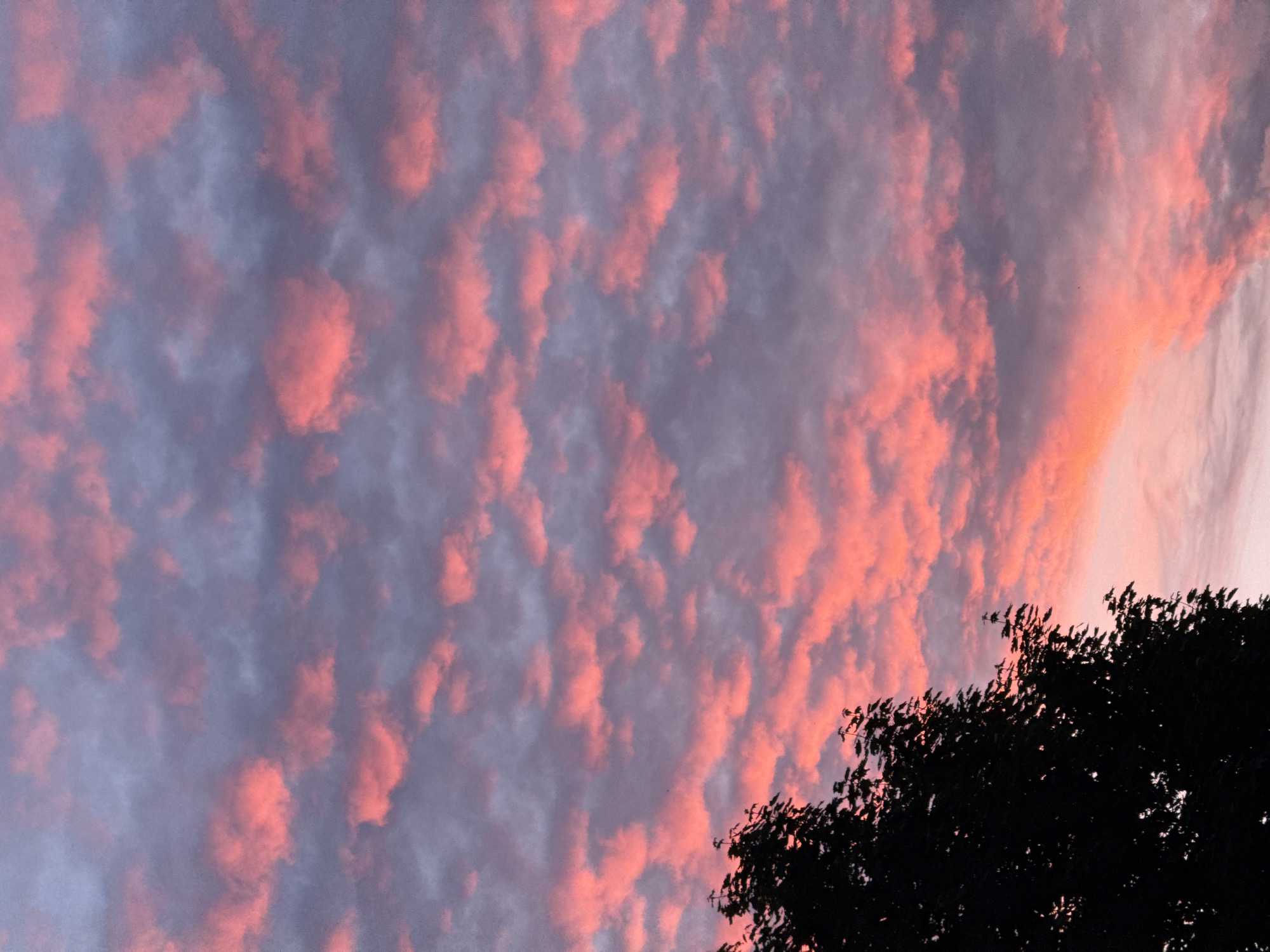 Vibrant pink sunset clouds illuminate Riga sky