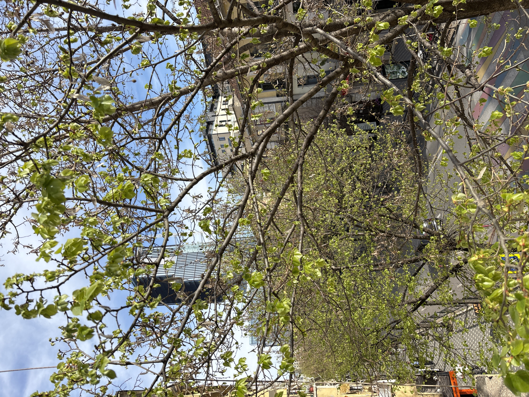 Spring foliage observed on urban street amid cloudy skies