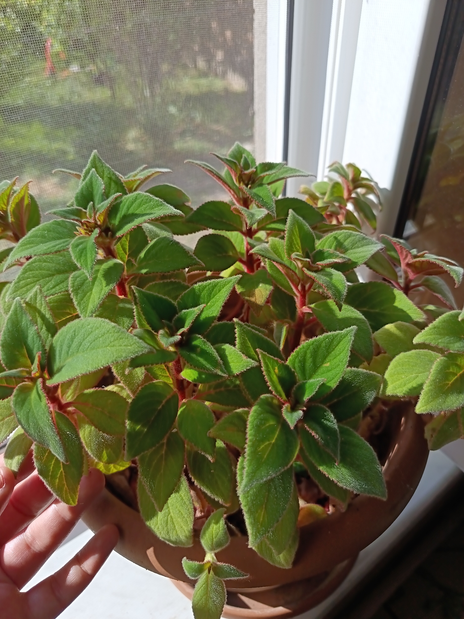 Garden scenes with plants, fruit, and caterpillar activity