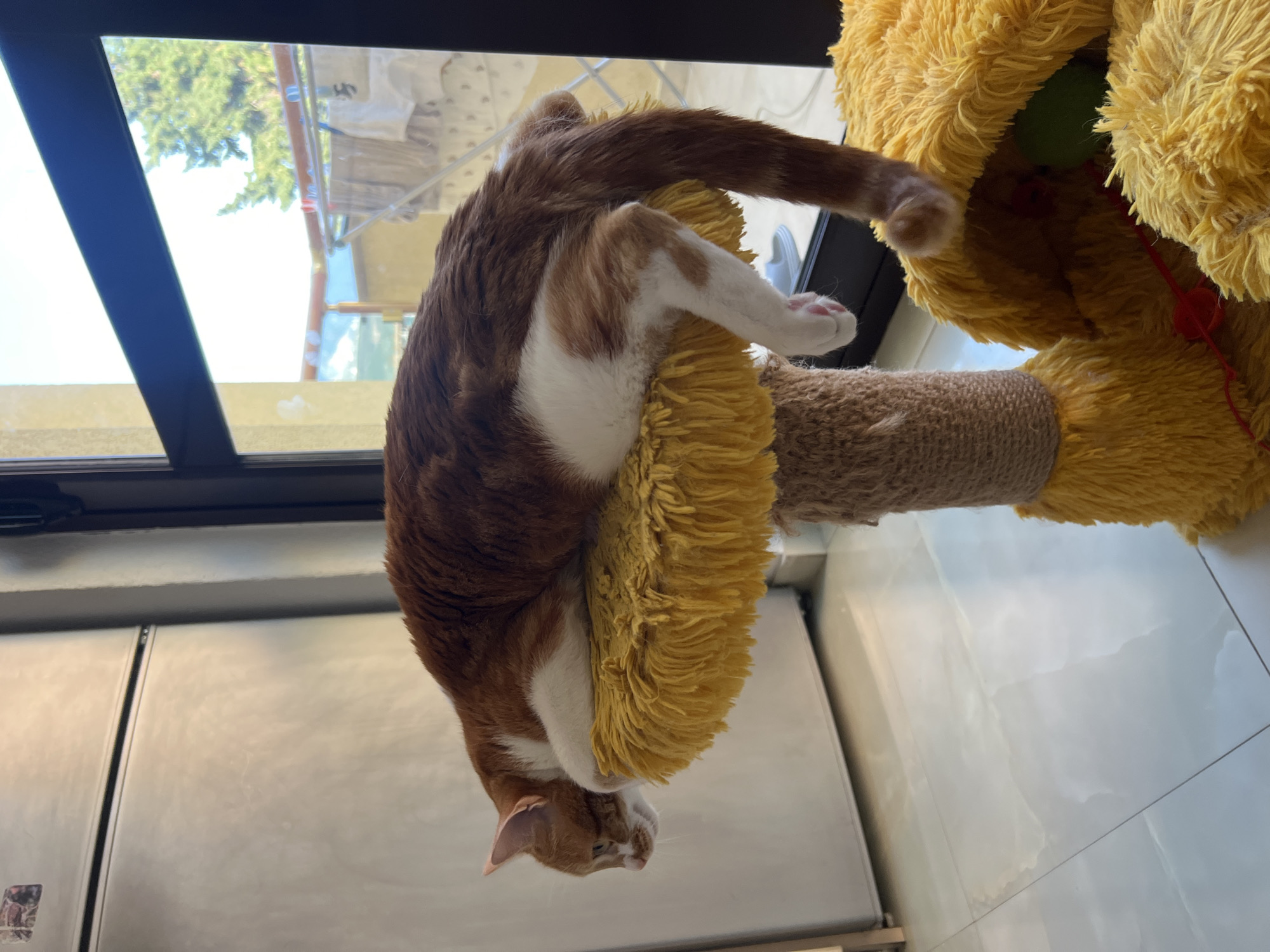 Ginger cat mid-fall off a yellow plush cat tree