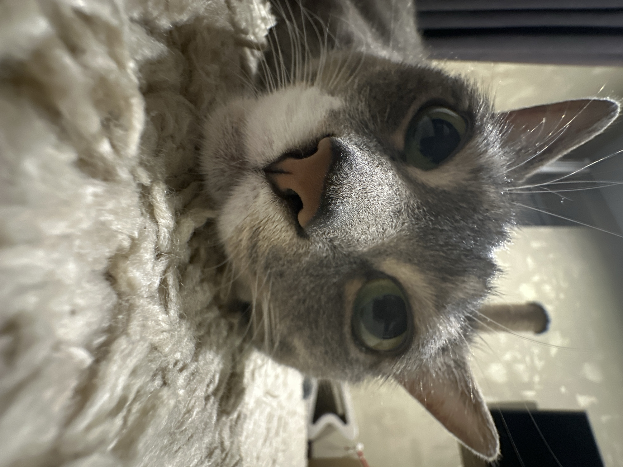Tabby cat's afternoon documented in 24 captured memories