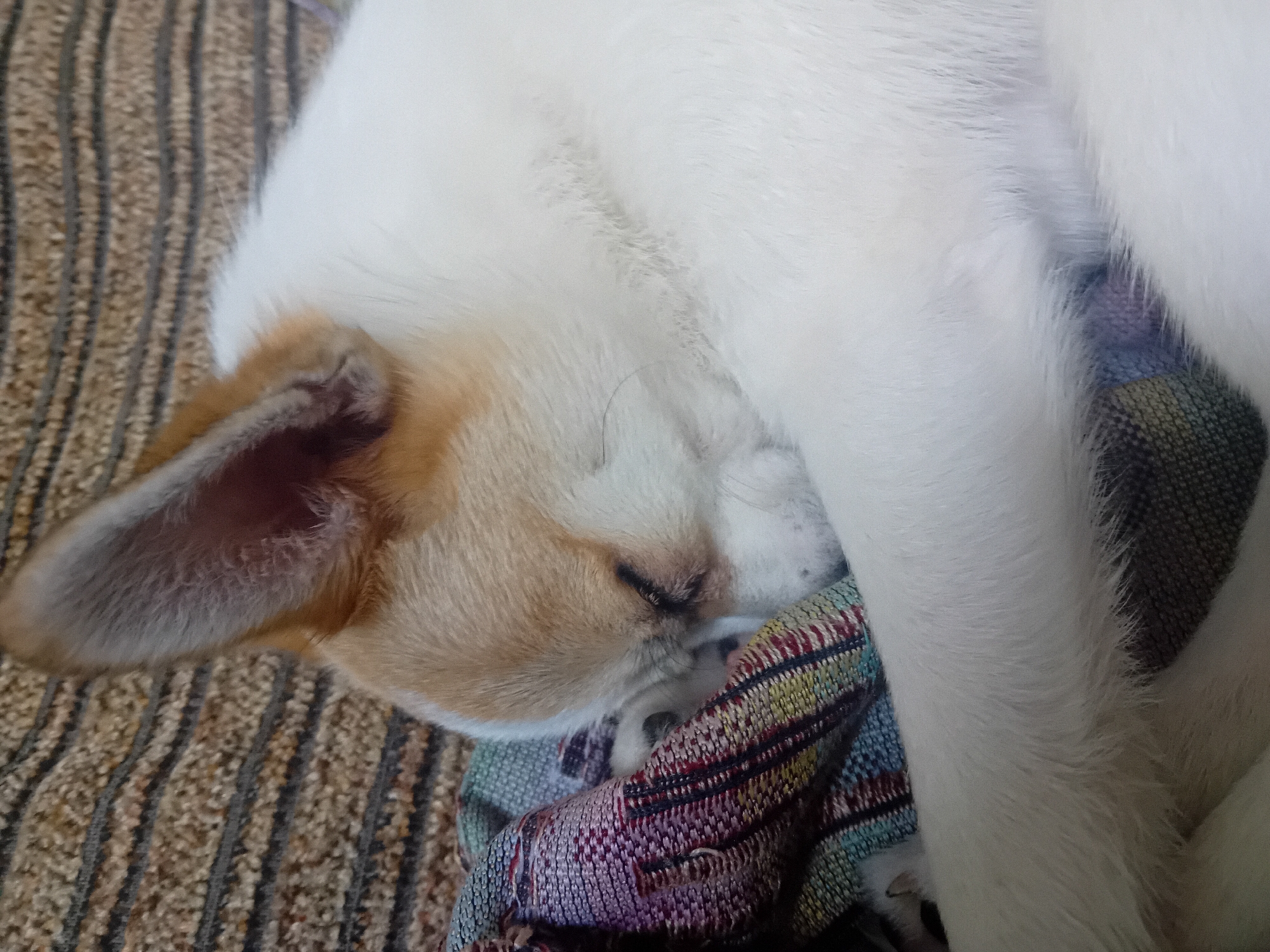 Quiet afternoon indoors in Chuhuiv, everyday objects and a sleeping dog