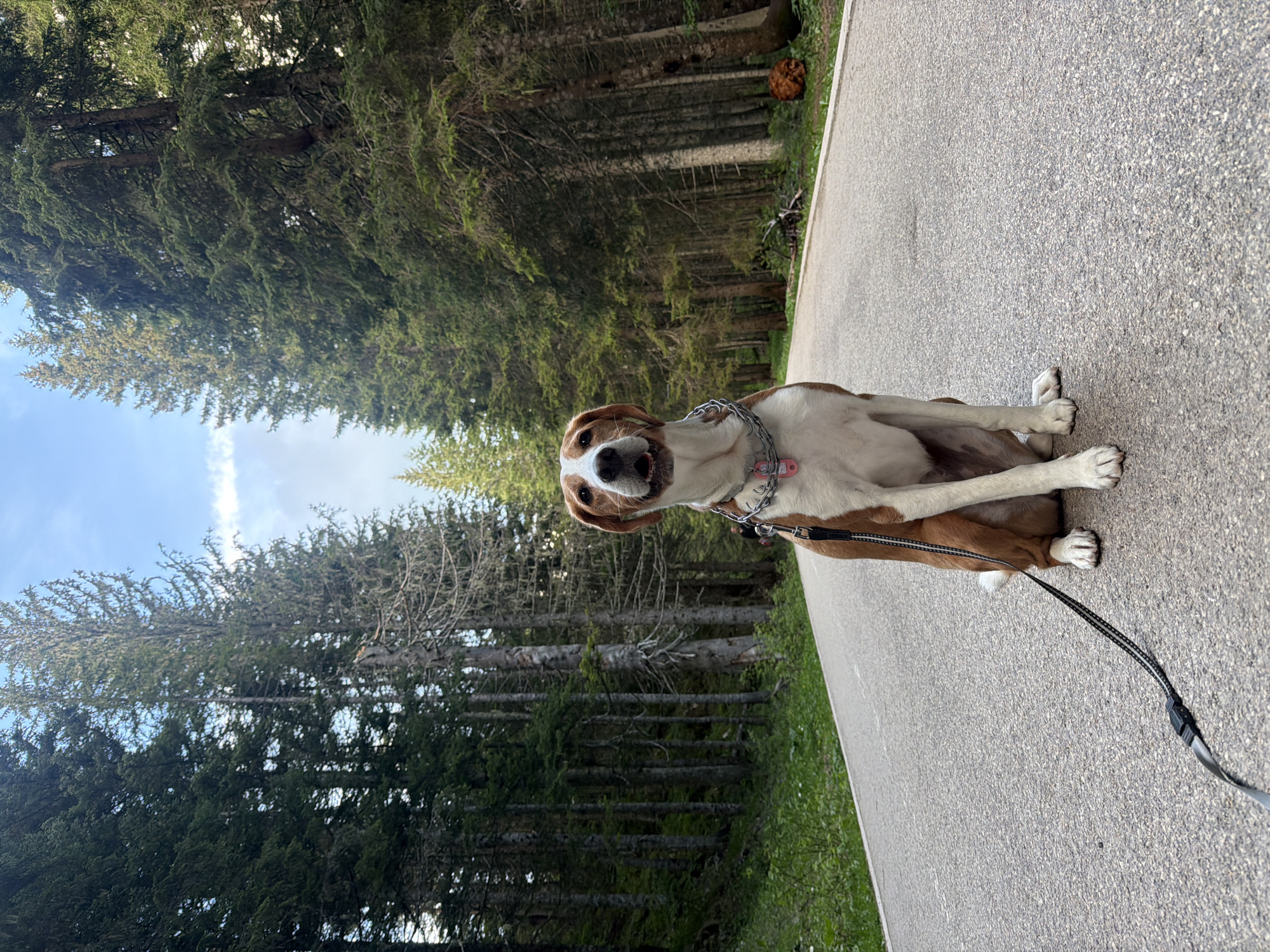 Quiet afternoon moments with dog documented in Pitomine, Montenegro