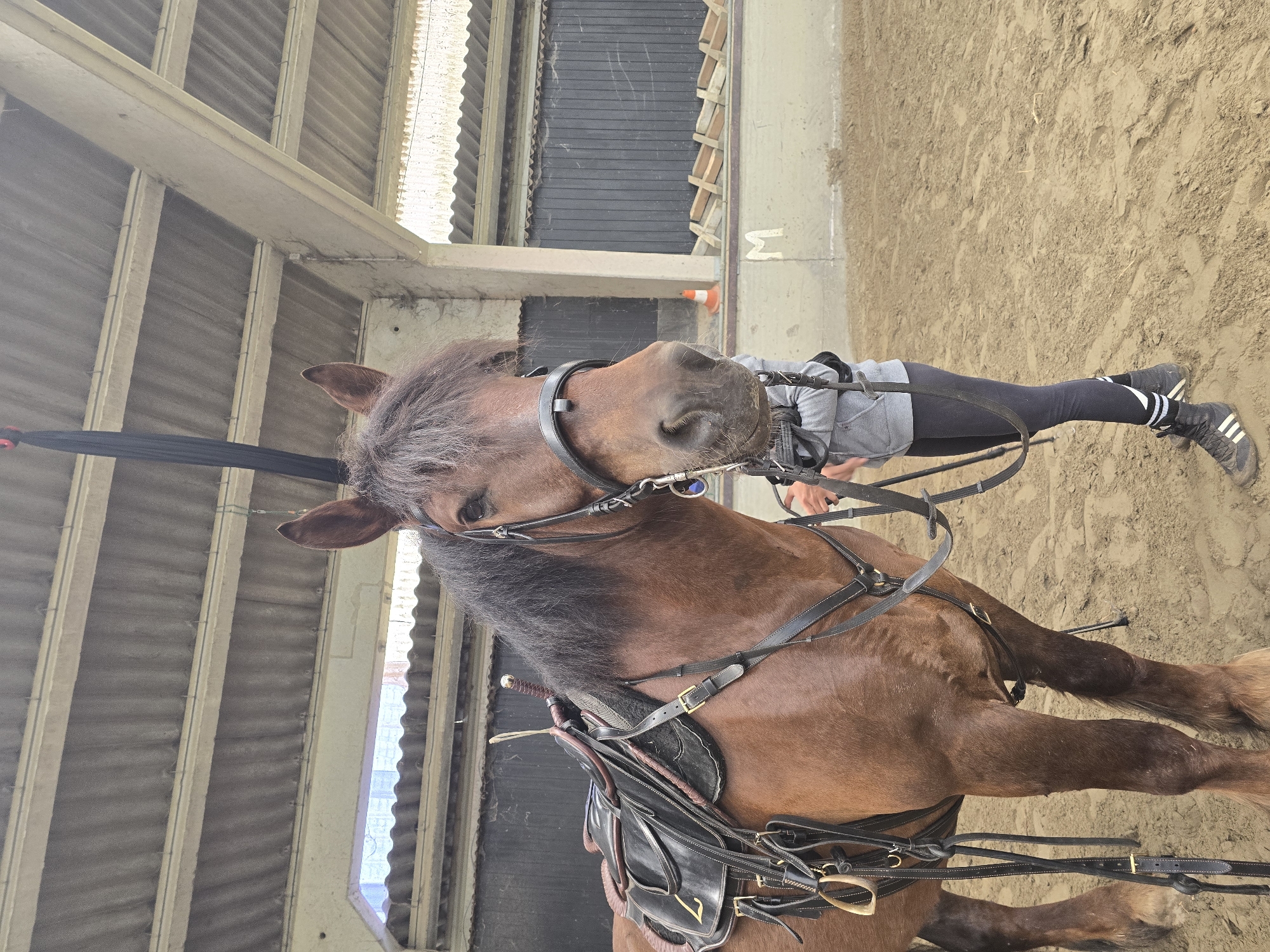 Horse and rider training session at Estaimpuis equestrian arena