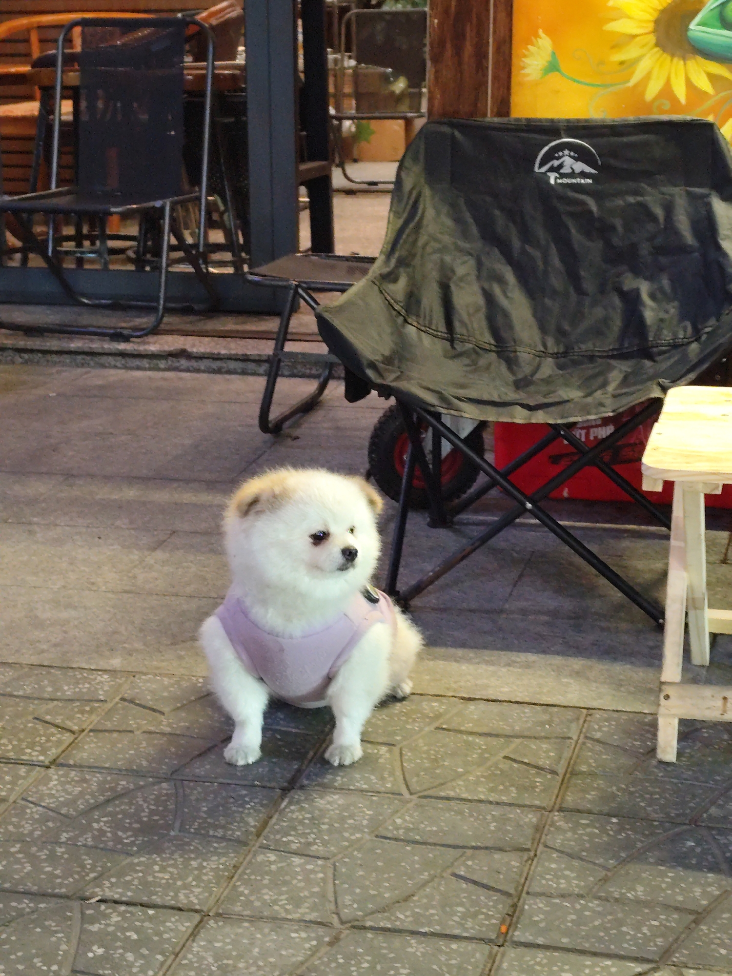 Small white dog in lavender shirt spotted near camping furniture