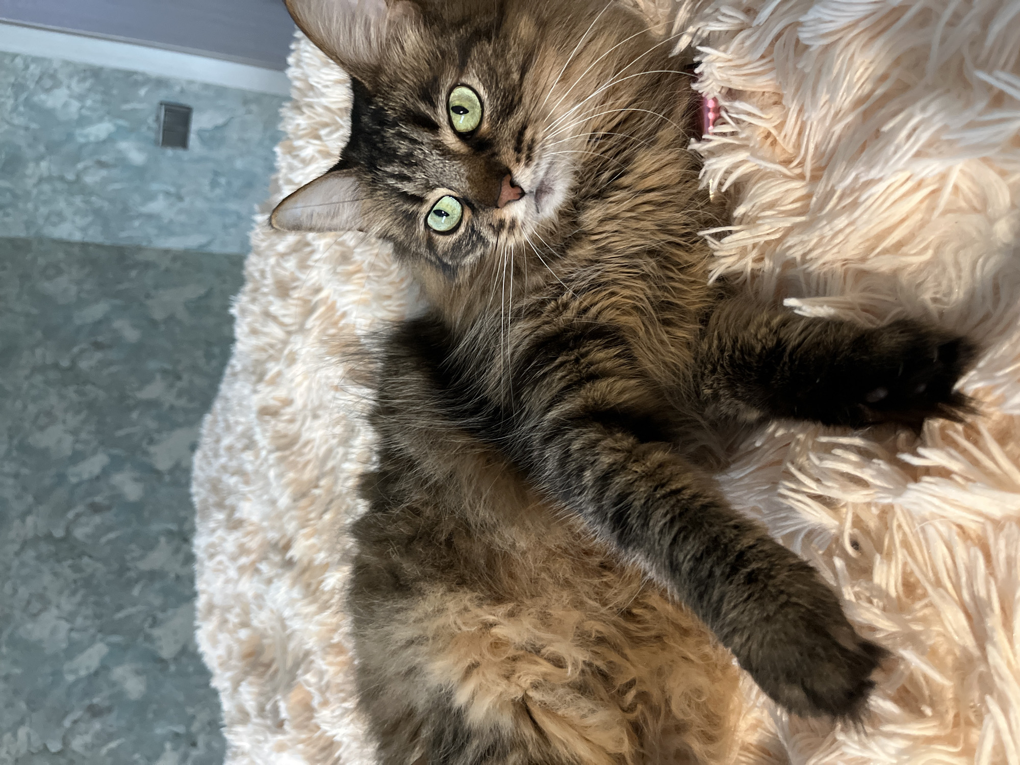 Cats, rubber ducks, and flowers fill a Belarusian afternoon at home