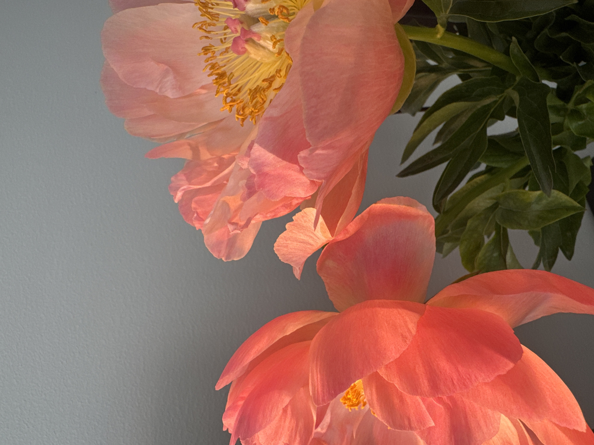Peony flowers photographed in spring bloom in Espoo, Finland