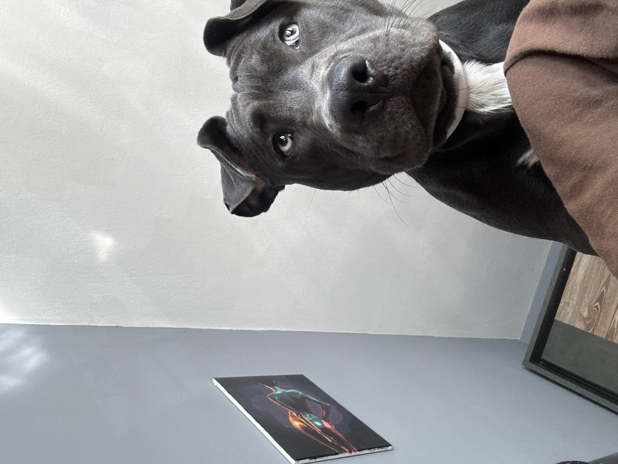 Gray pit bull dog photographed in morning Varna encounter