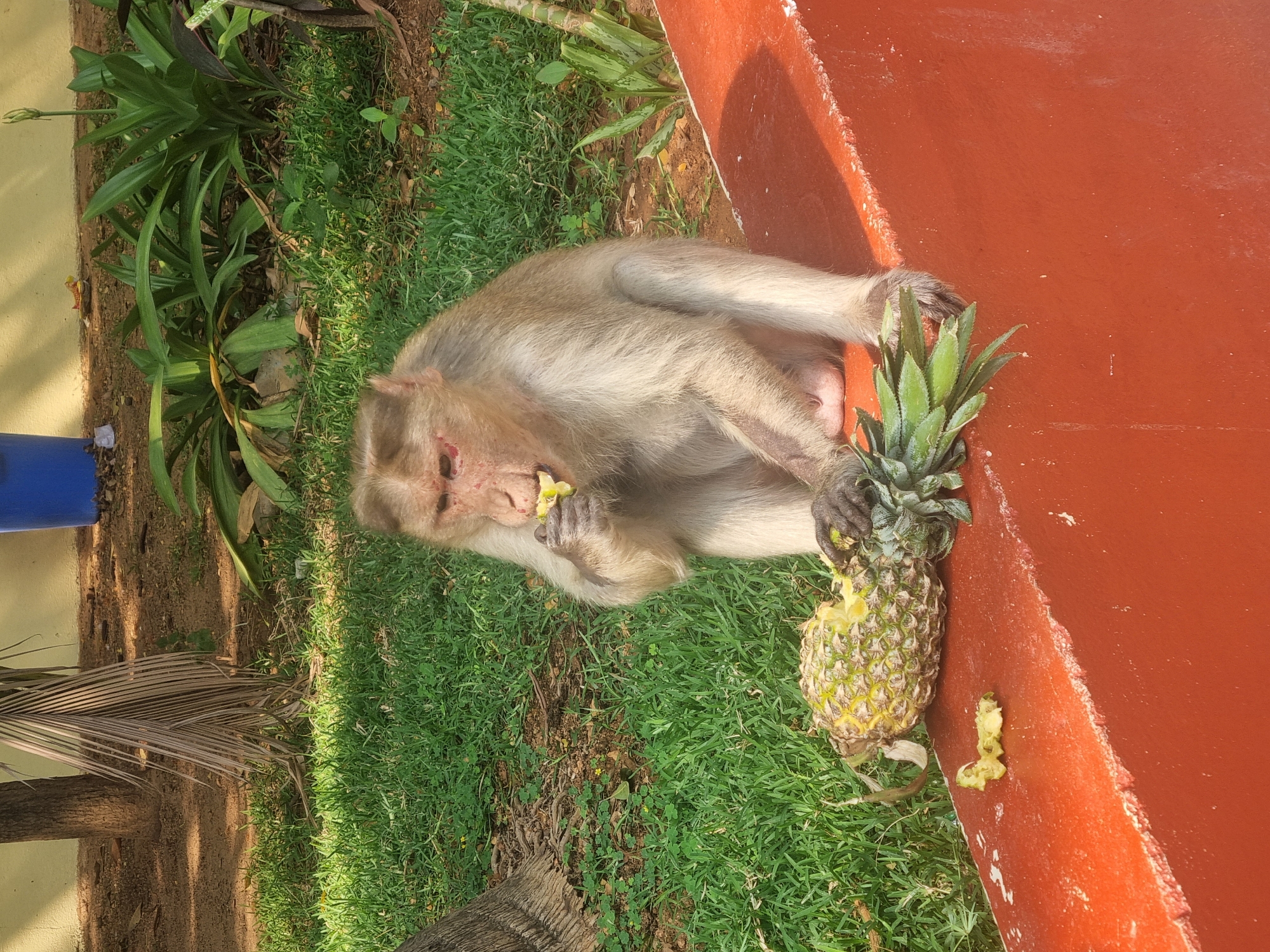 Monkey enjoys pineapple snack in Puttaparthi park