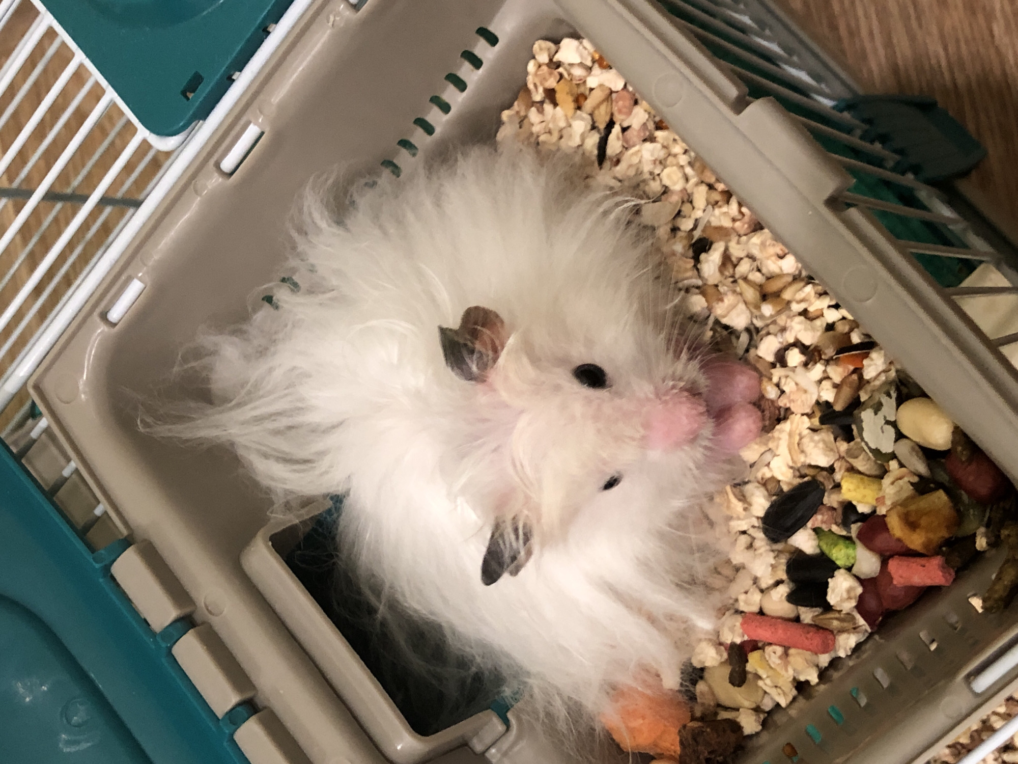 Hamster at home, Solikamsk streets in the background