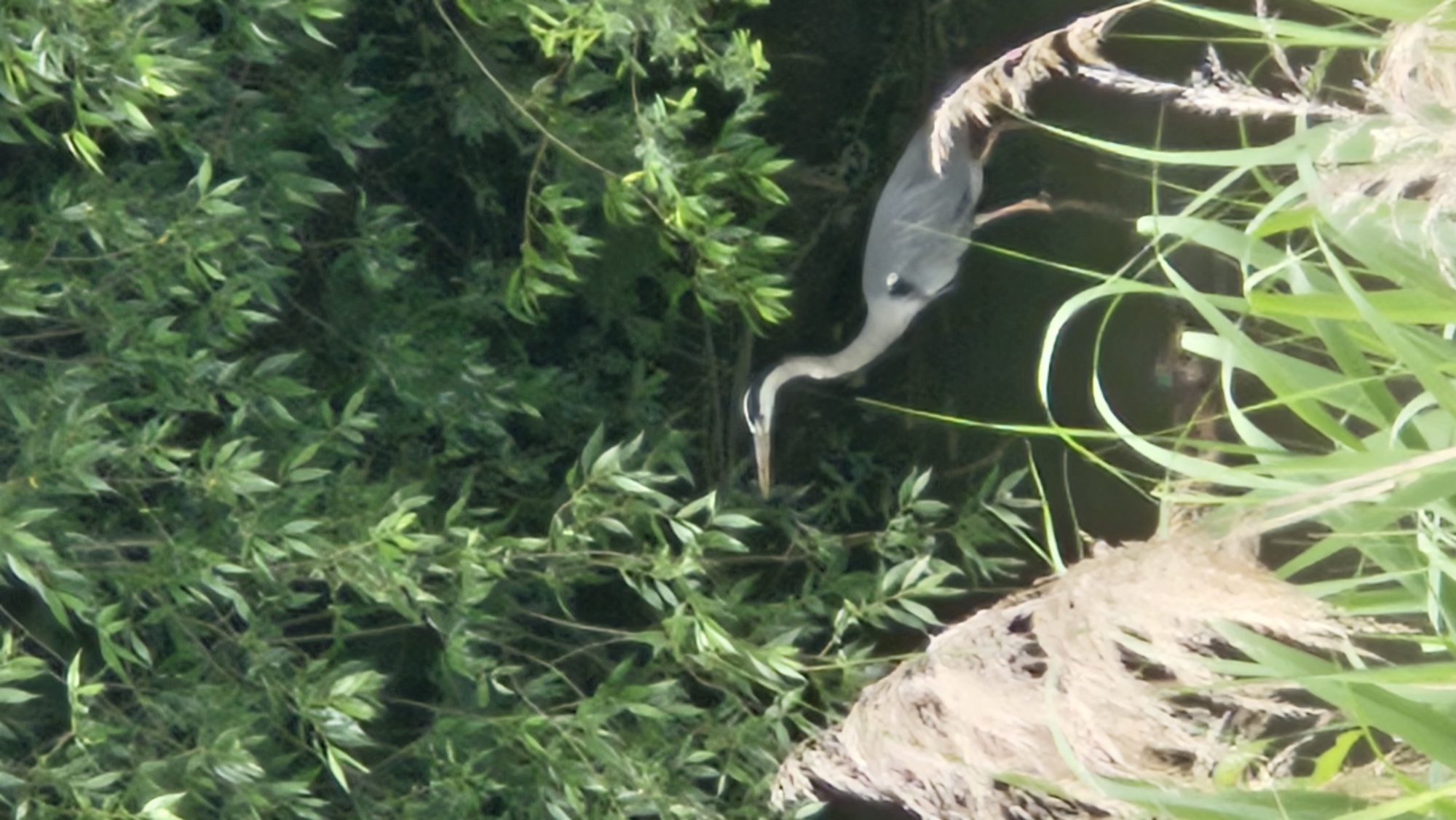 Canal-side scenes in Prešov: heron, graffiti, and overgrown banks
