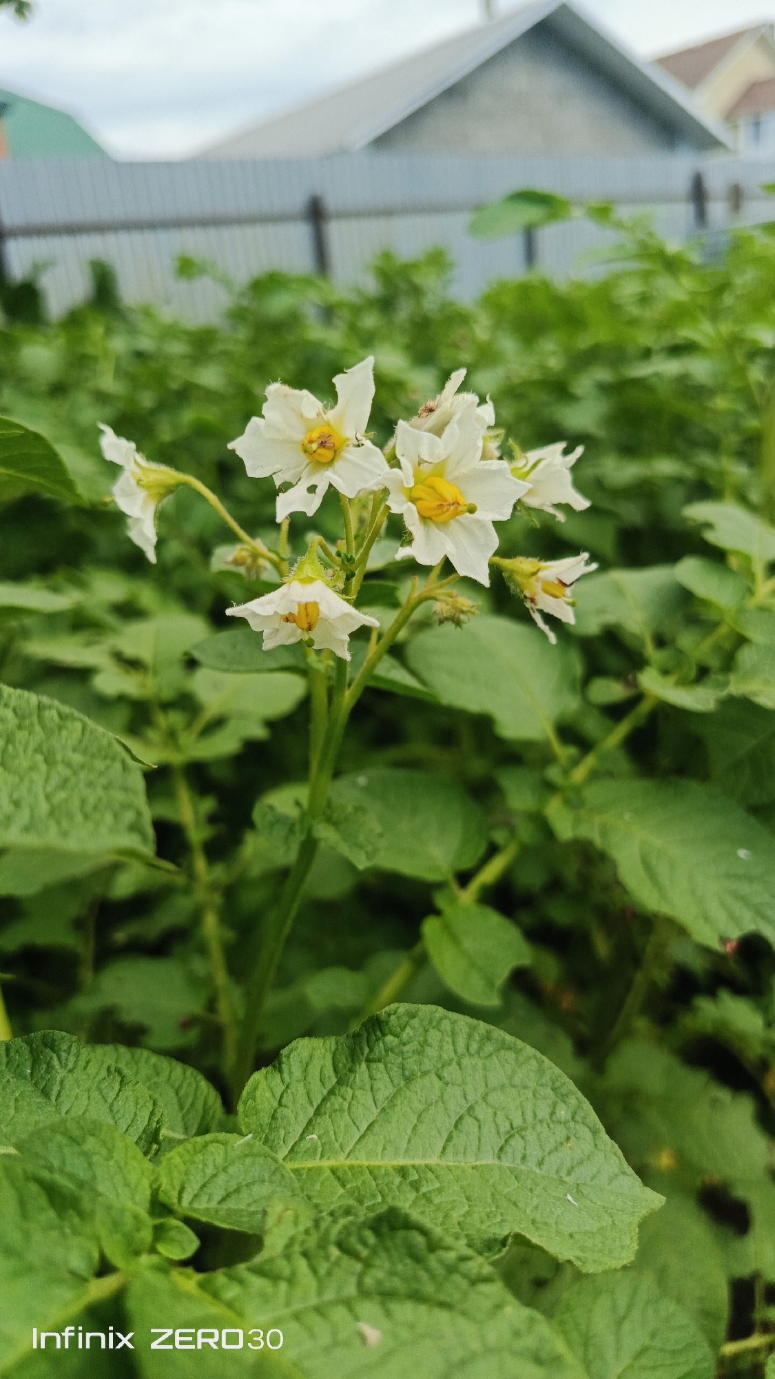 Colorado beetles spotted on a flowering potato patch in Bugulma