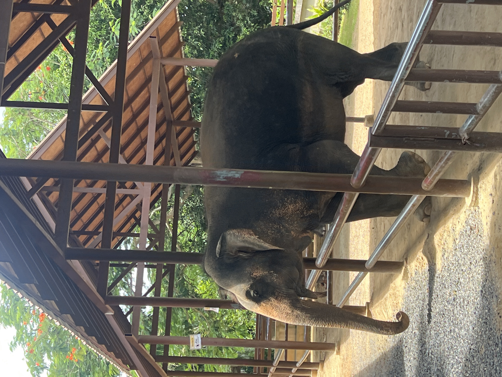 Feeding and meeting elephants at Samui Elephant Home, Koh Samui
