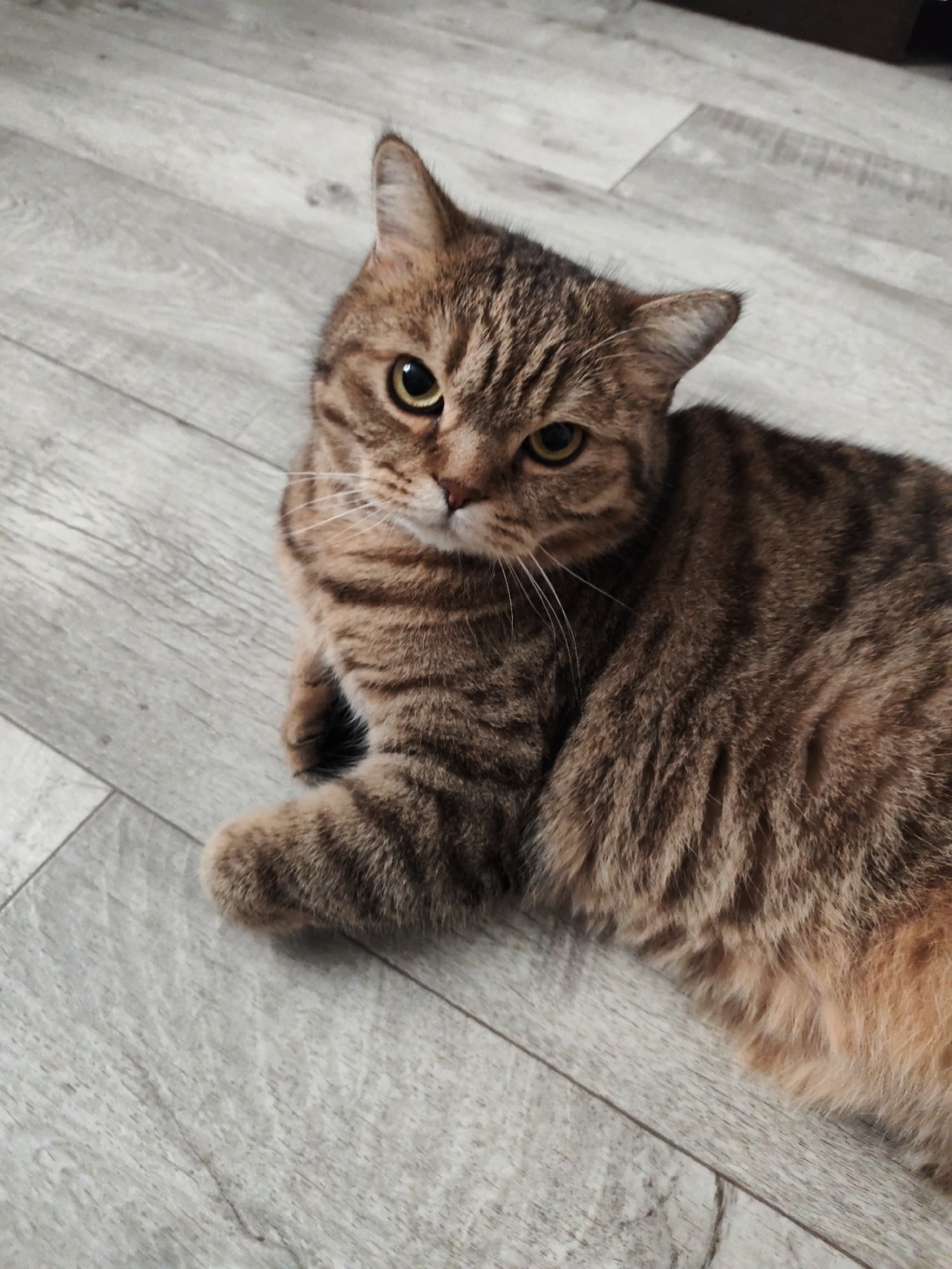 Tabby cat relaxes around a Komsomolsk apartment