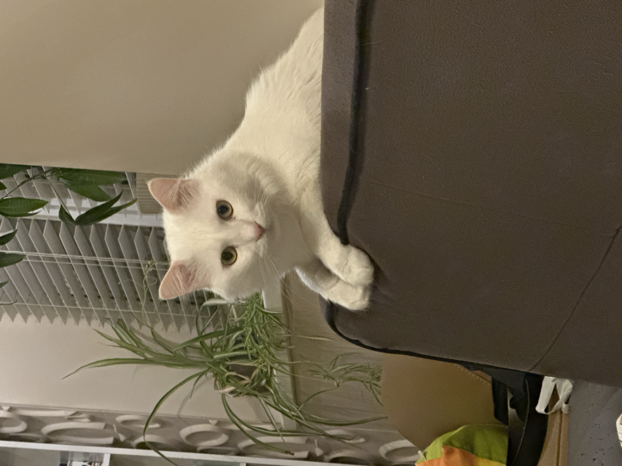 White cat sits on sofa in Sofia home