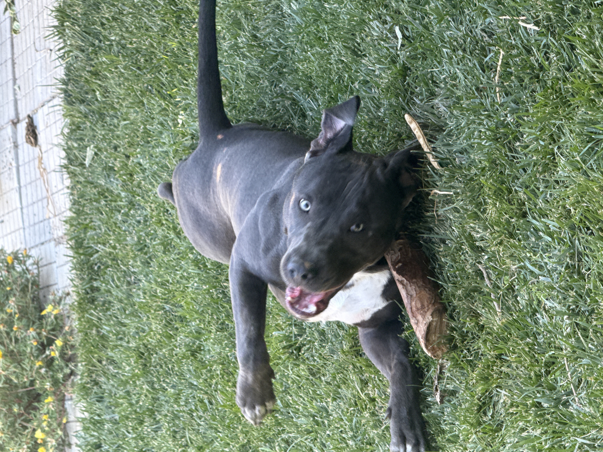 Blue-eyed pit bull puppy rolls around in Bulgarian grass