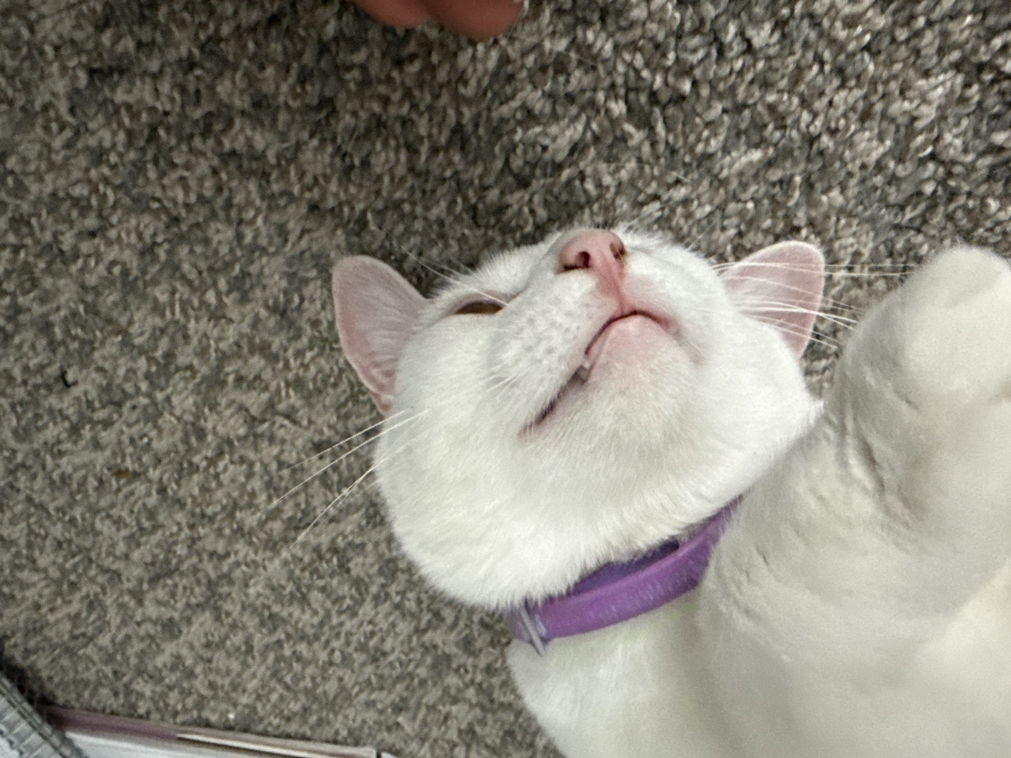 White cat flops on carpet while getting some attention