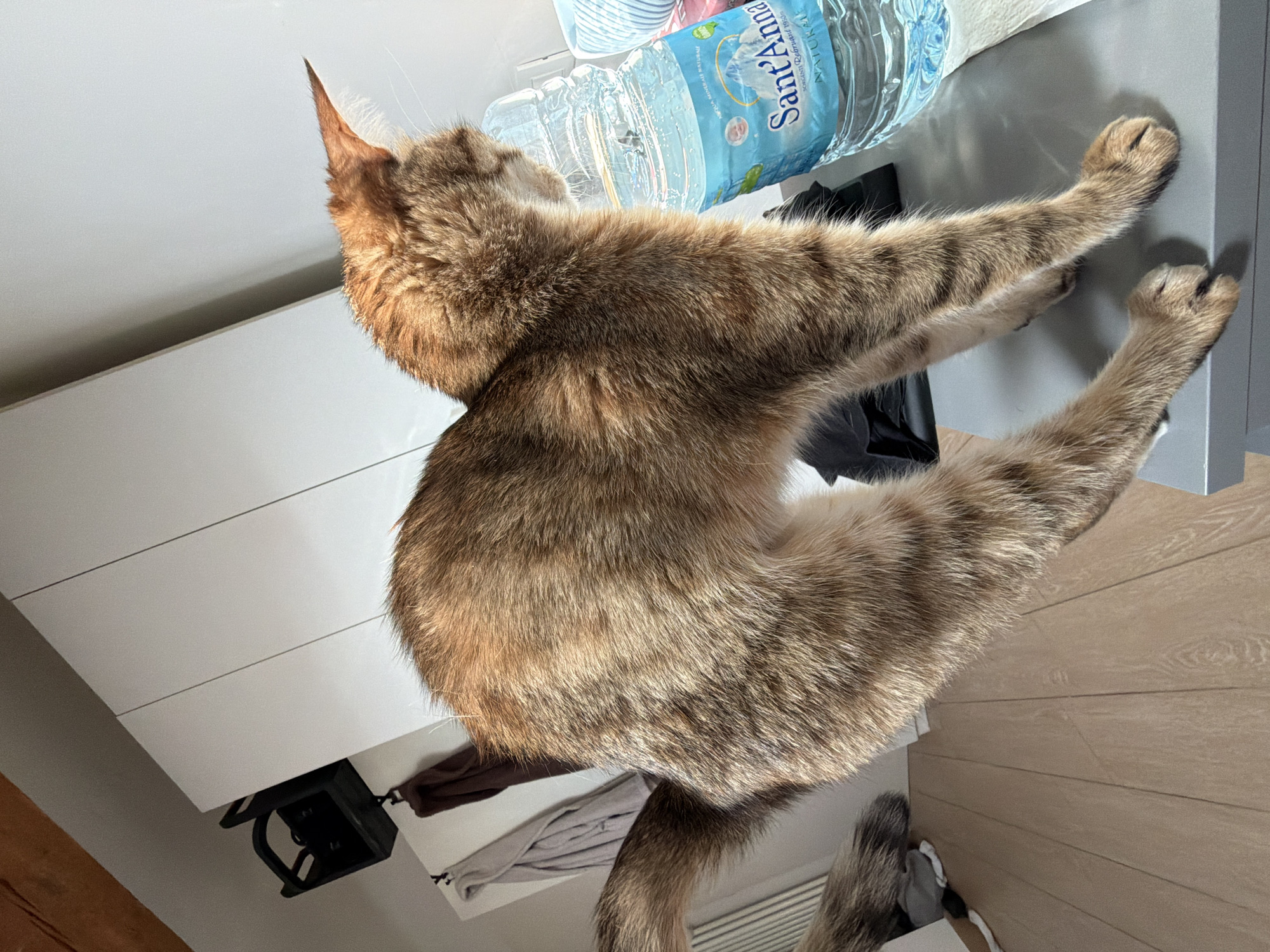 Tabby cat's morning routine captured in Milan apartment