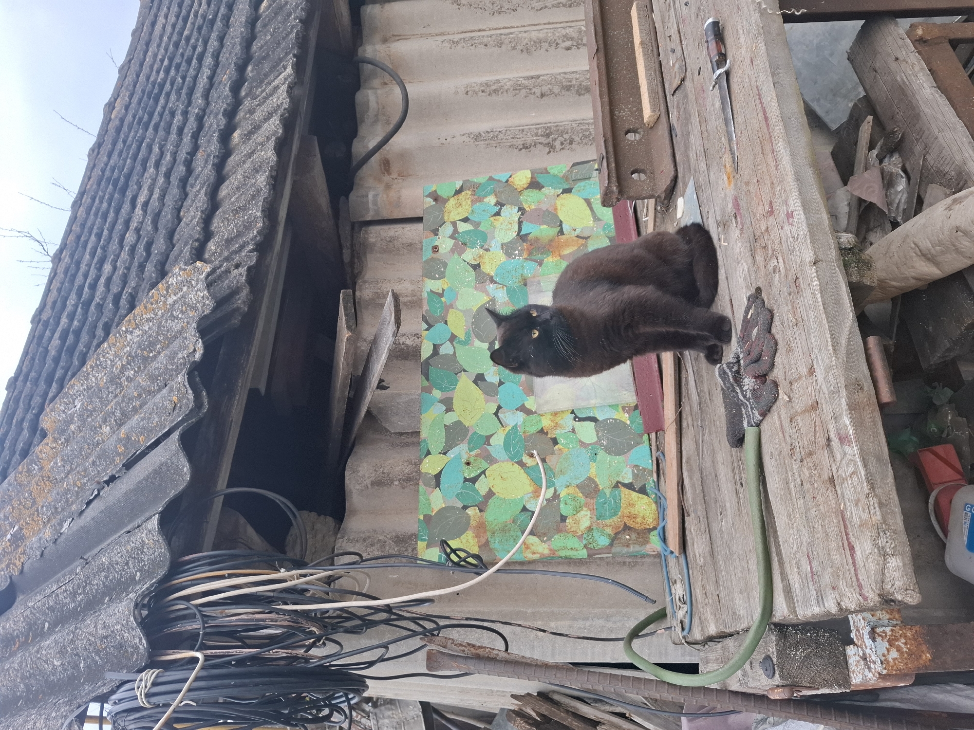 Spring garden documentation with black cat in Khlevnoye, Russia