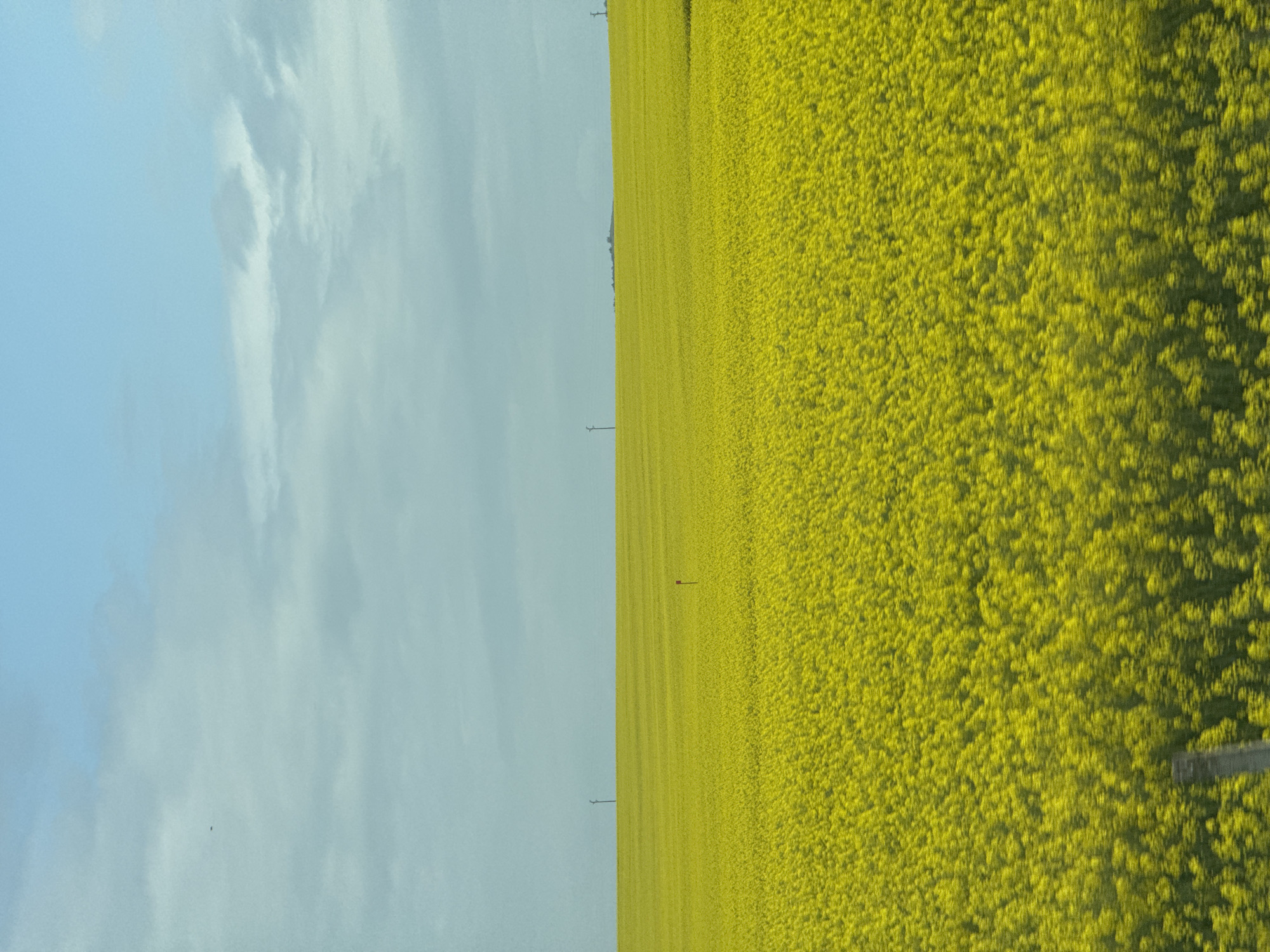 Yellow flower field captured in rural Bulgaria countryside