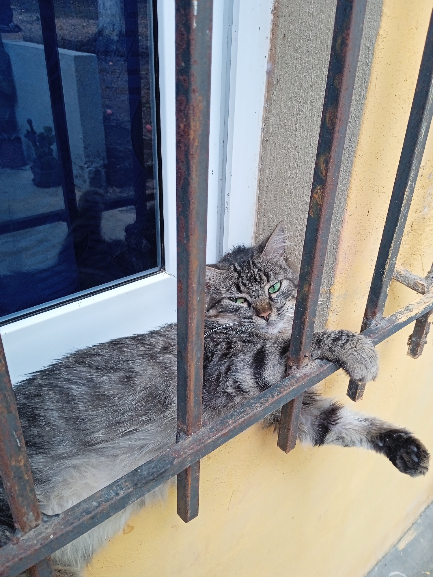 Tabby cat spotted resting on window ledge in Tinaquillo
