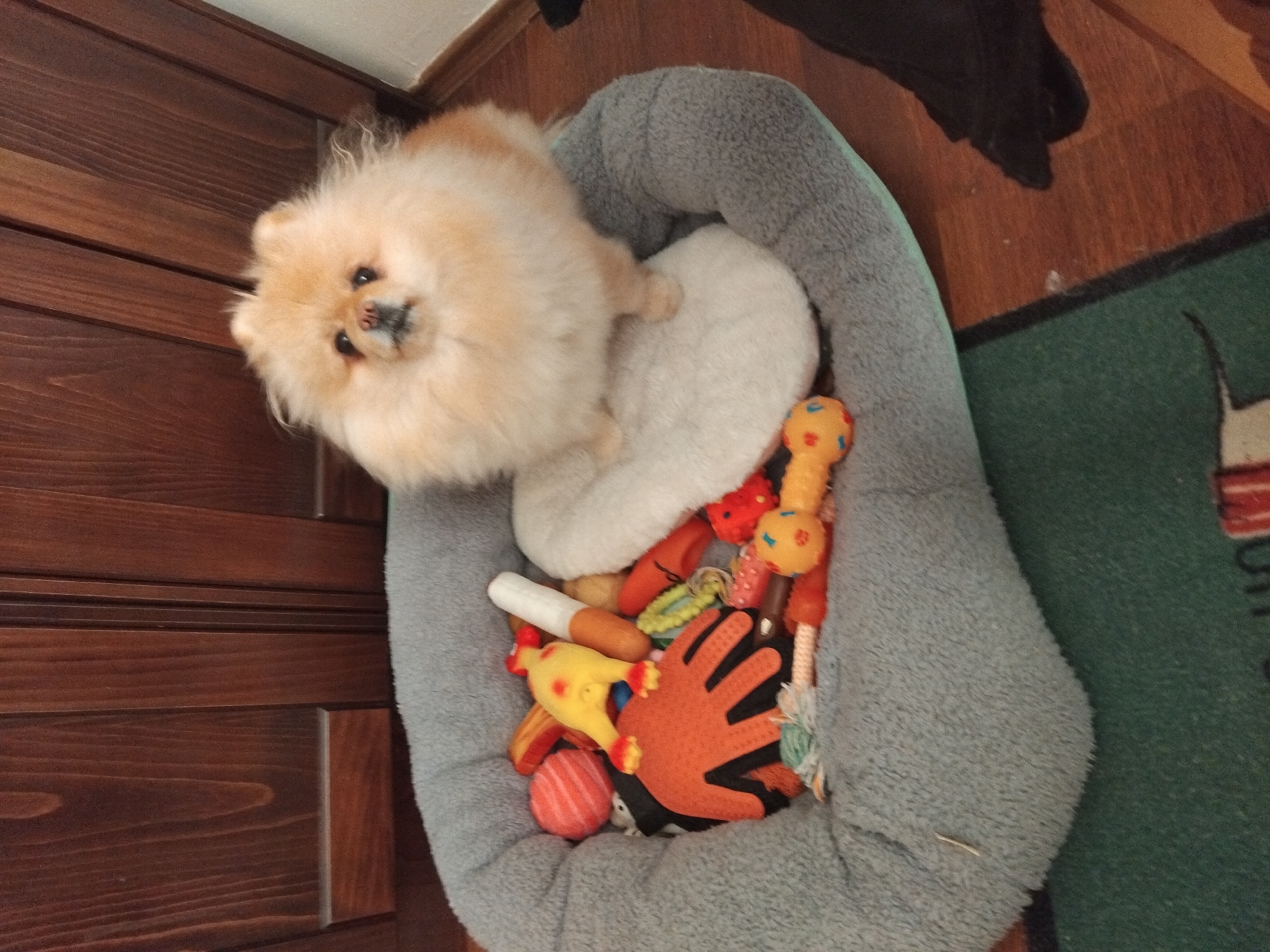 Pomeranian dog spotted relaxing with toys in Apriltsi, Bulgaria