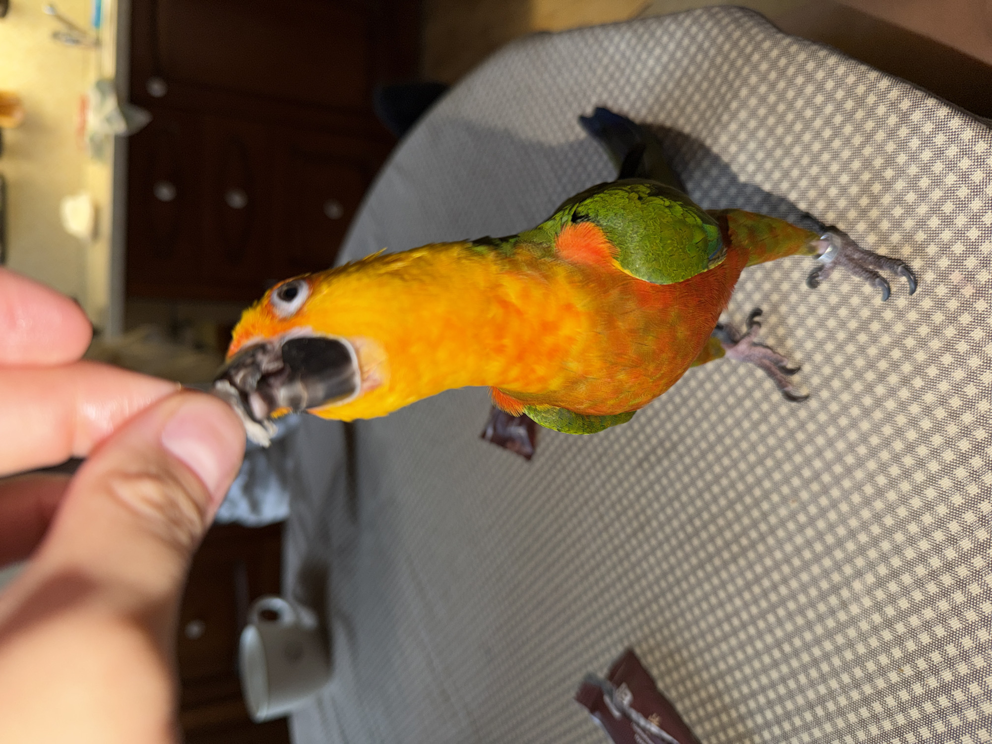 An evening in Khimki: parrots, sunsets, and home life