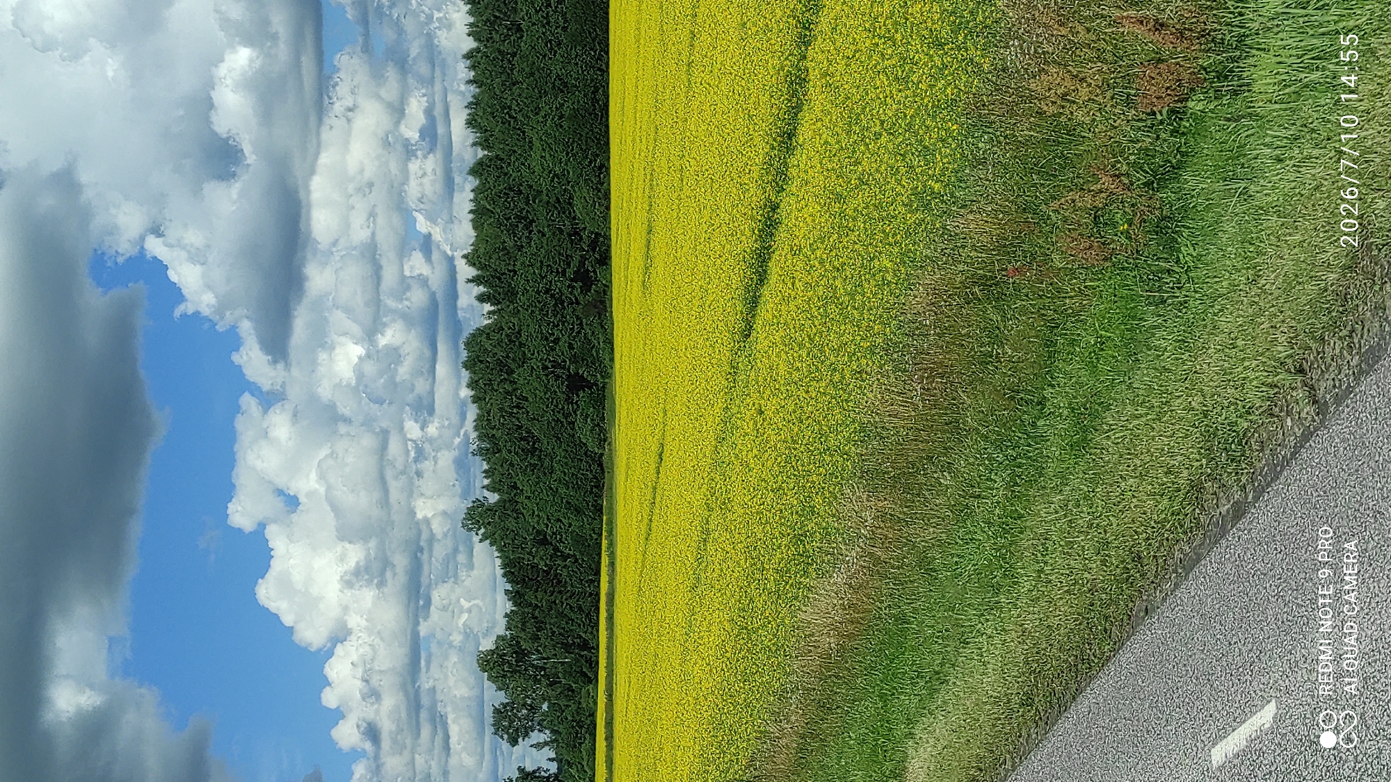 Rapeseed field in full bloom, Mudiste, Estonia