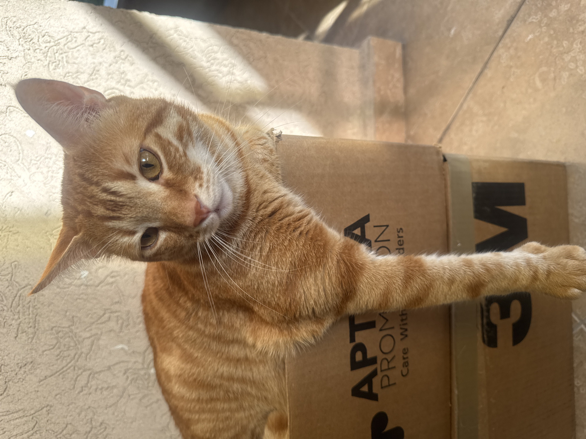 Orange tabby cat relaxes on and around cardboard boxes