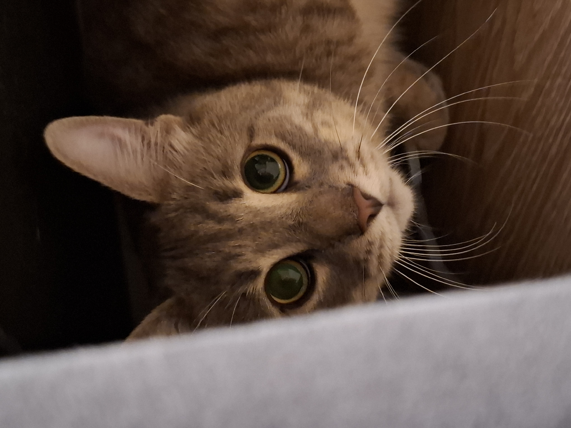 Tabby cat at home in Zemun, caught from every angle
