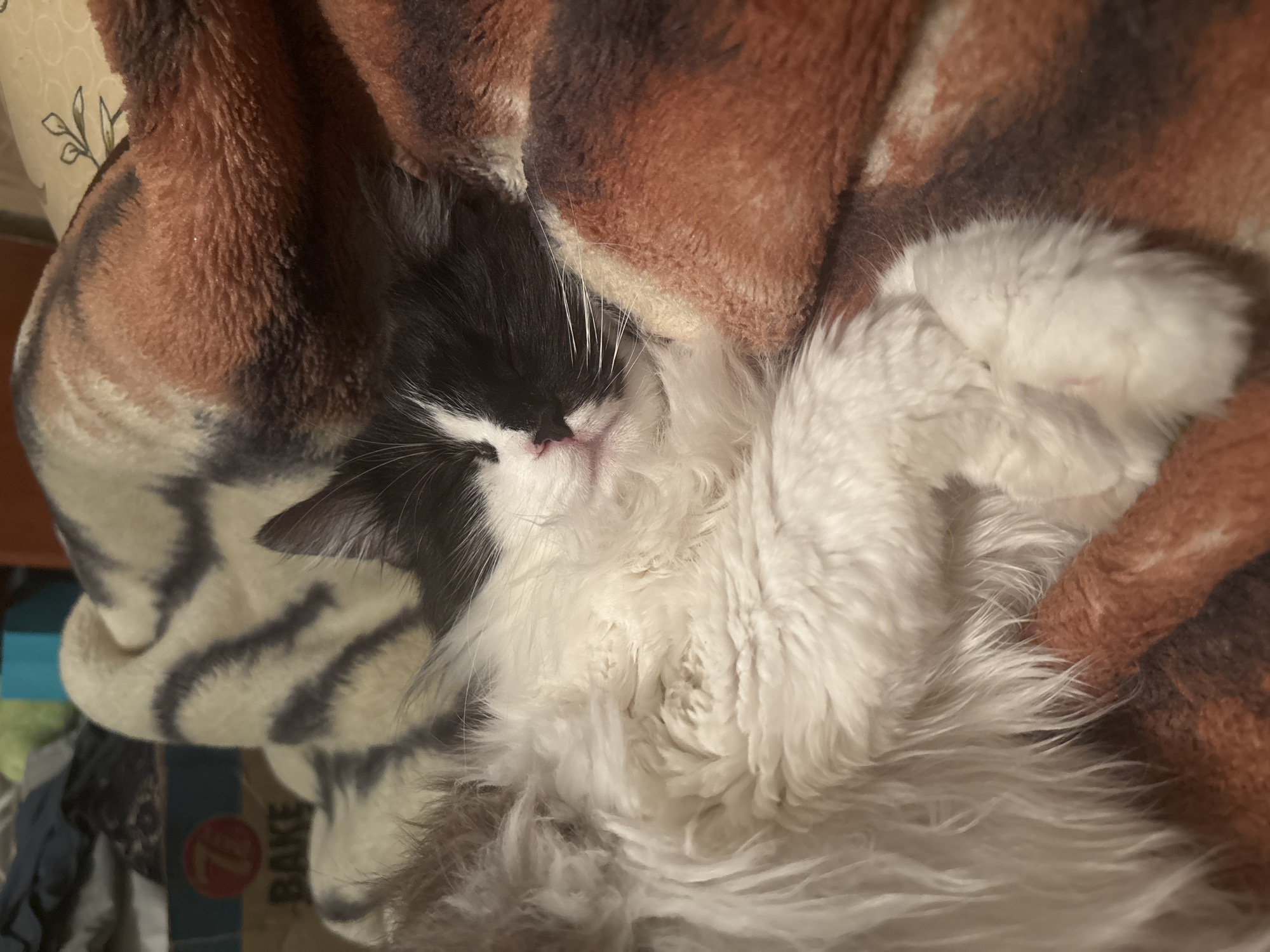 Tuxedo cat sleeps peacefully in Bulgarian home