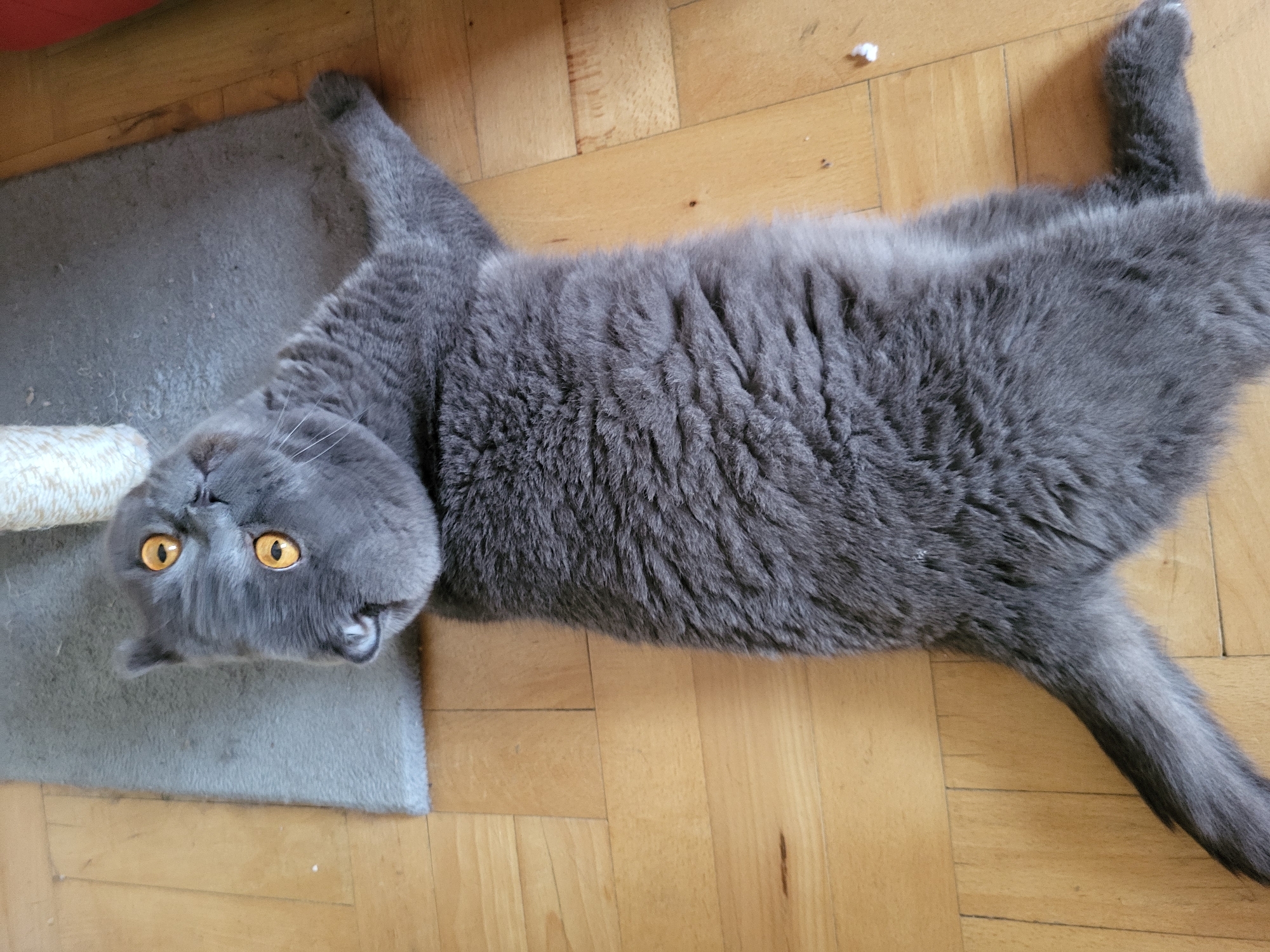 Scottish Fold cat and sesame baked goods at home