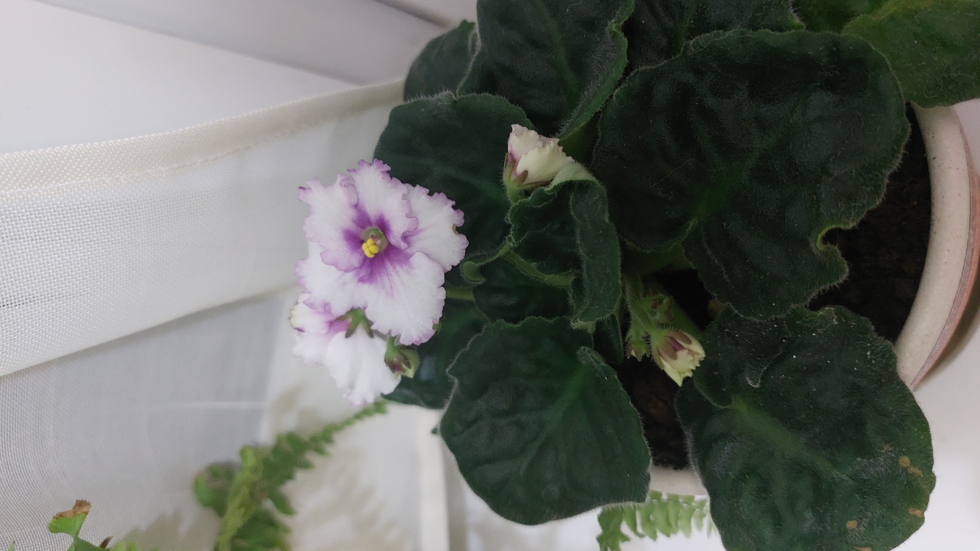 African Violet with distinctive white-violet petals observed in Moscow