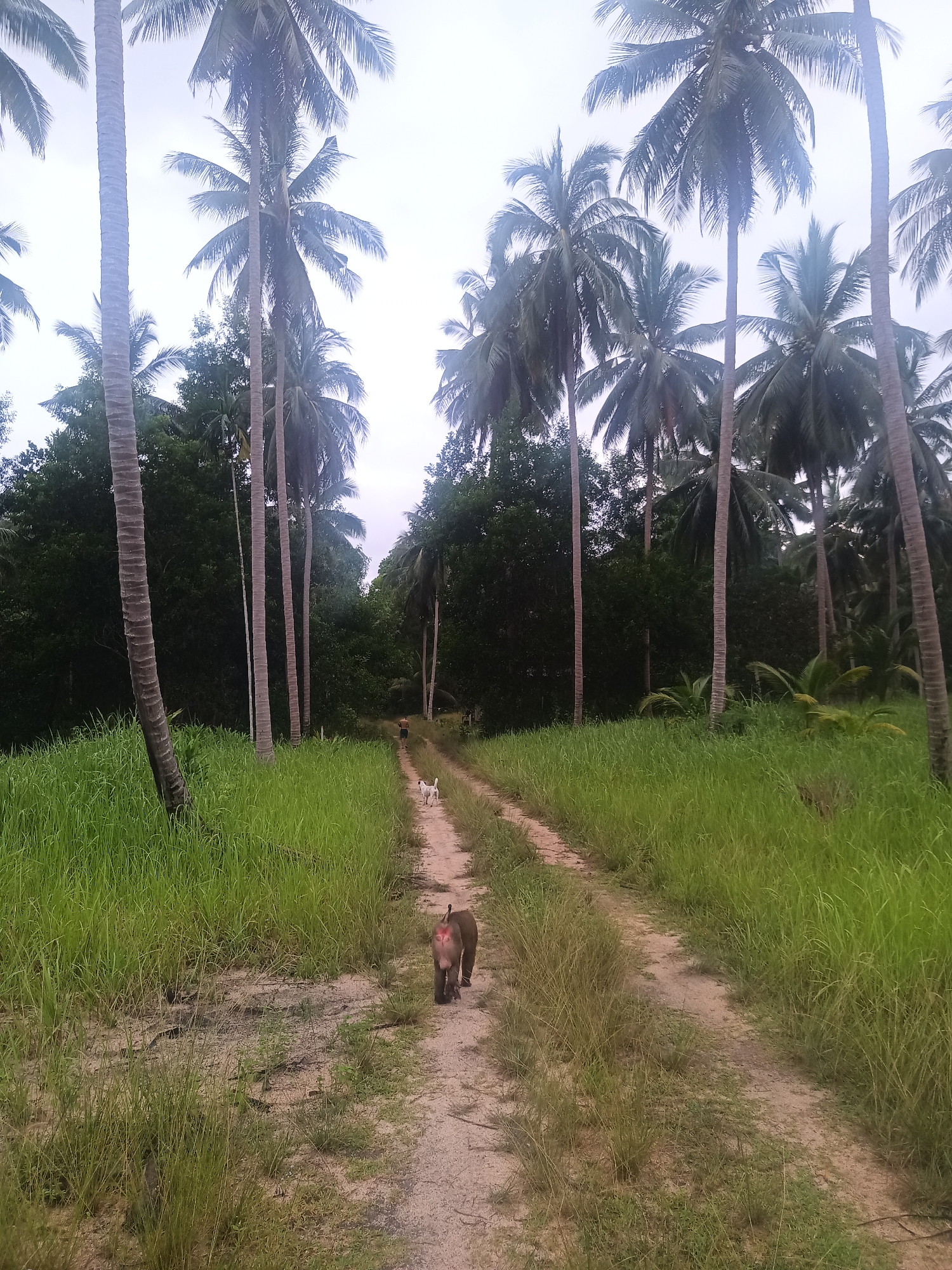 Monkeys and dogs spotted on rural Thailand roads