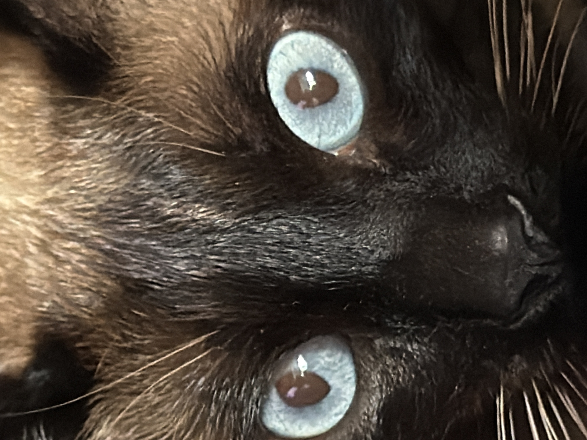 Luxembourg resident documents intimate photos of pets, plants, decorations