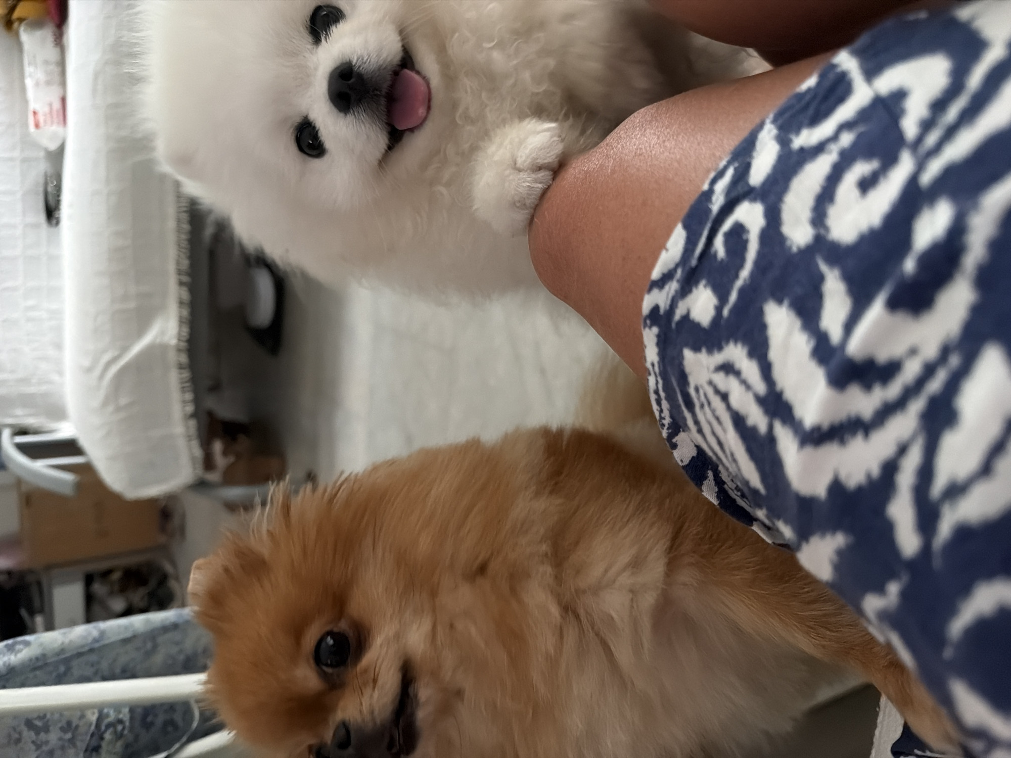 Two Pomeranians hanging out indoors in Marmaris