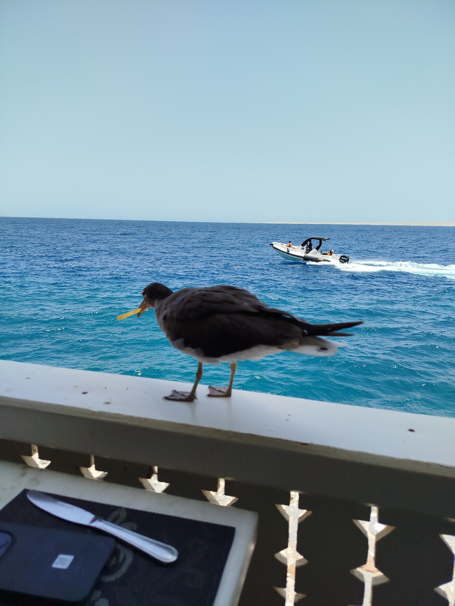 Seabird on a railing above the Red Sea, Hurghada