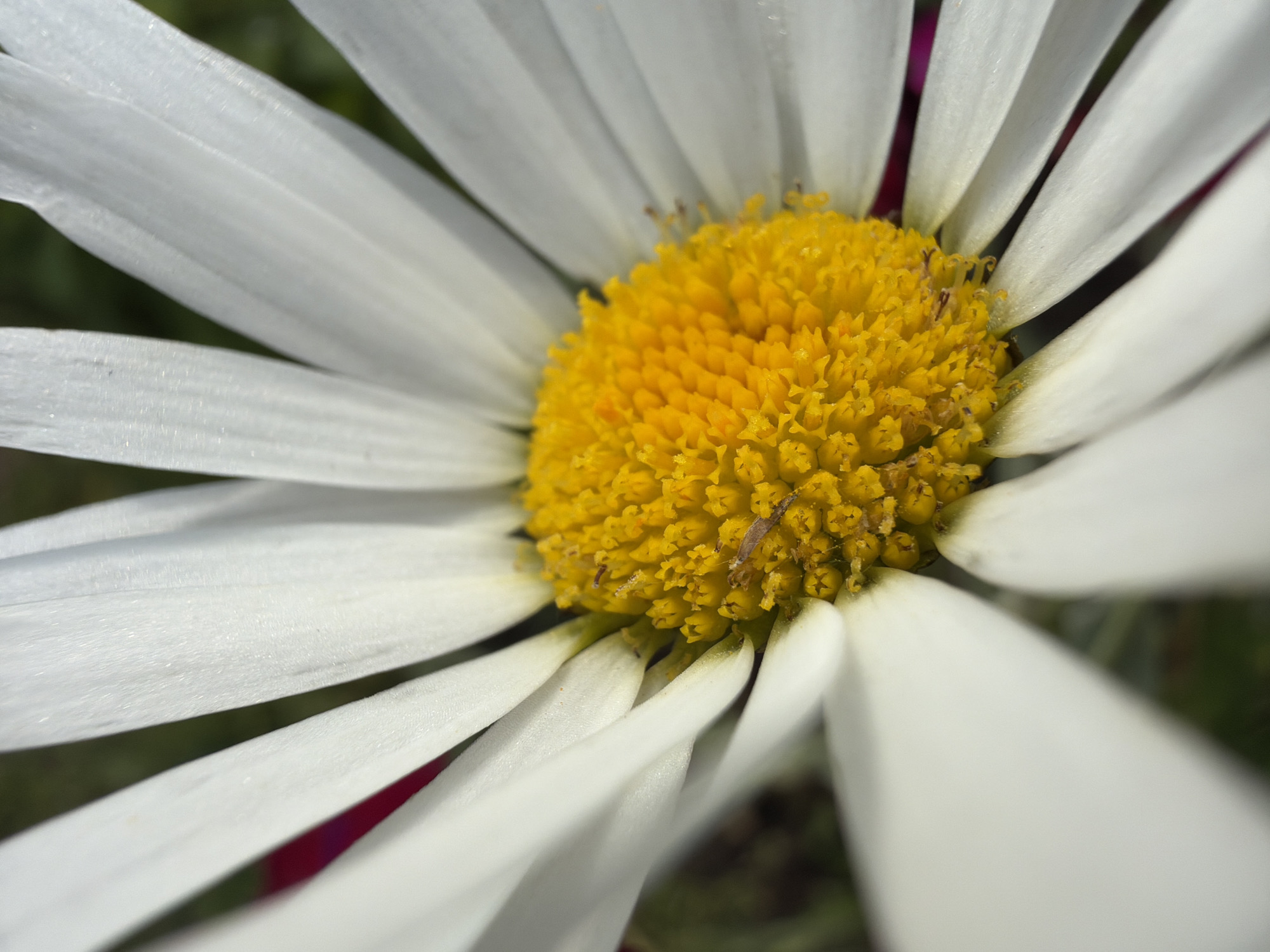 Close-up tour of a summer garden in full bloom