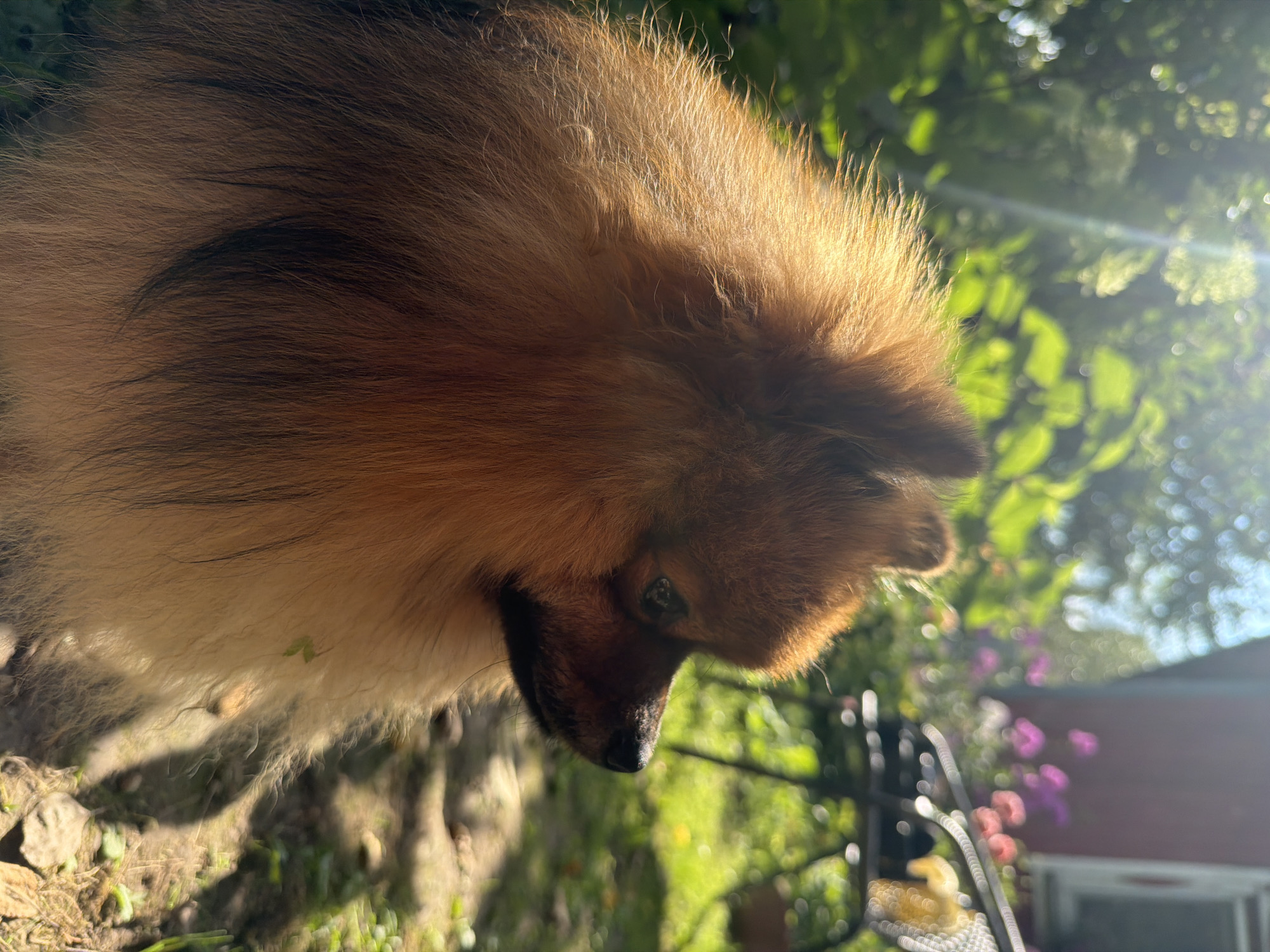 Pomeranian in a sunny Russian garden, August afternoon