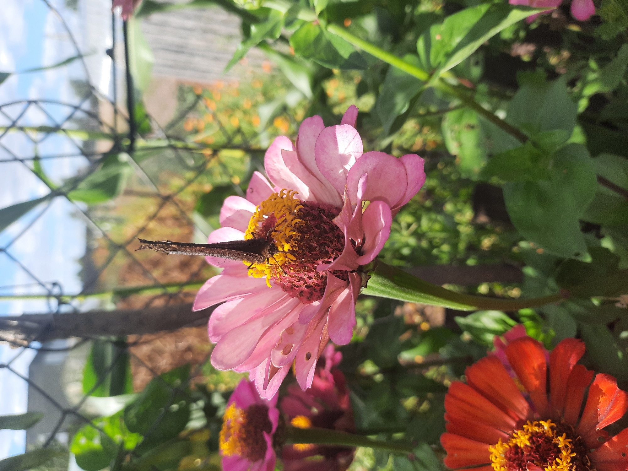 Butterflies and blooms in a Shklov garden