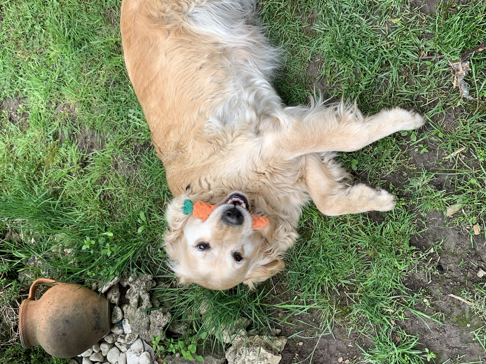 Spring garden scenes with dog and wildlife captured in Lehchevo
