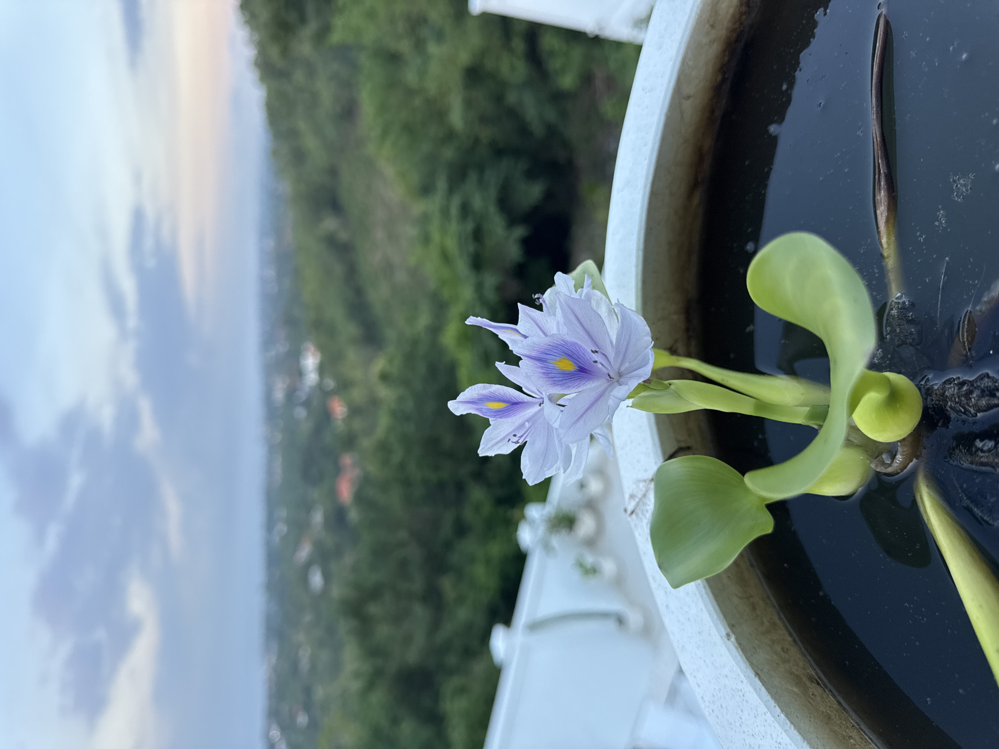 Decorative elements and flowering plants observed in Kuta Selatan