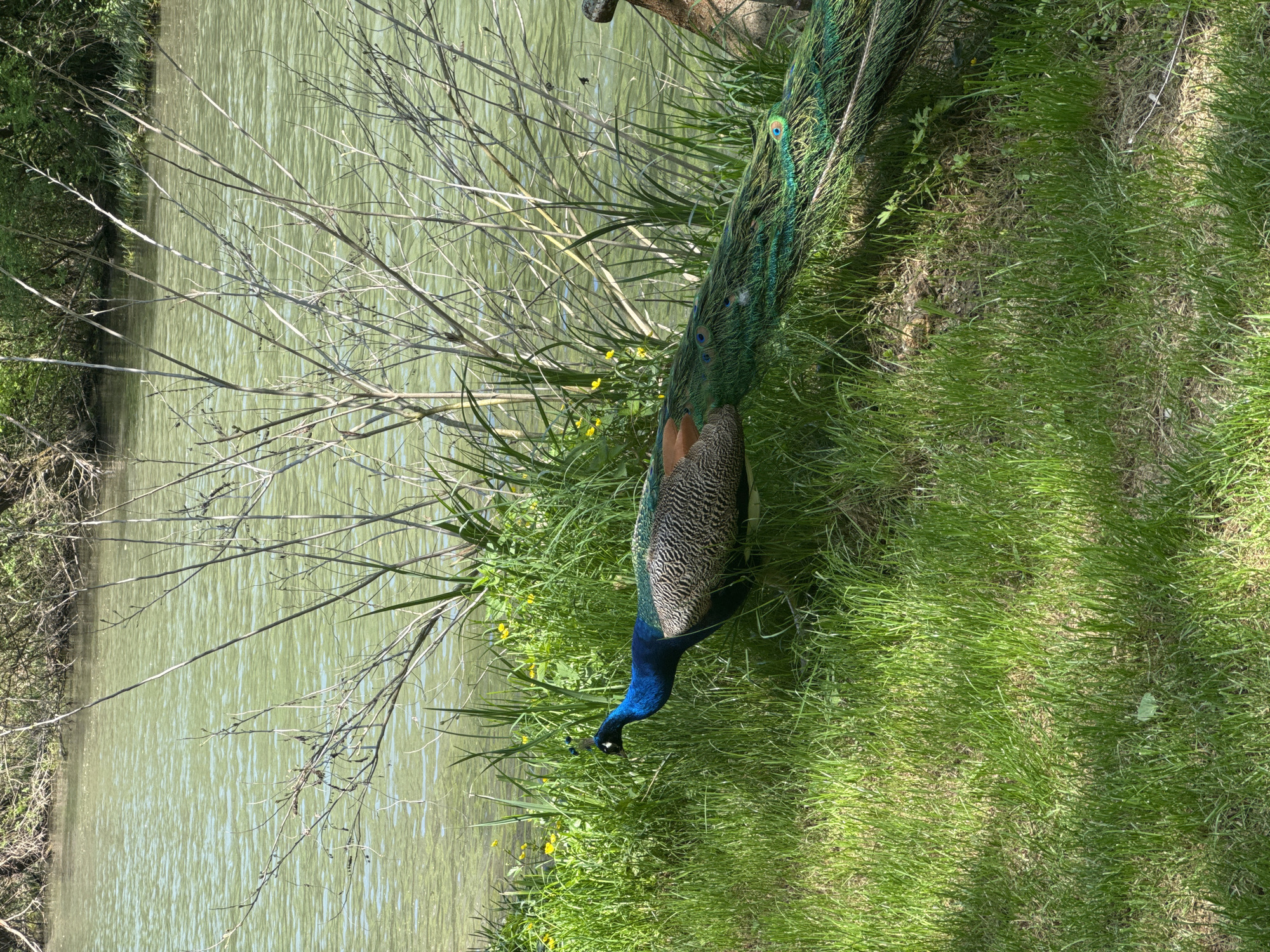 Peacock spotted near water in Lukovit, Bulgaria