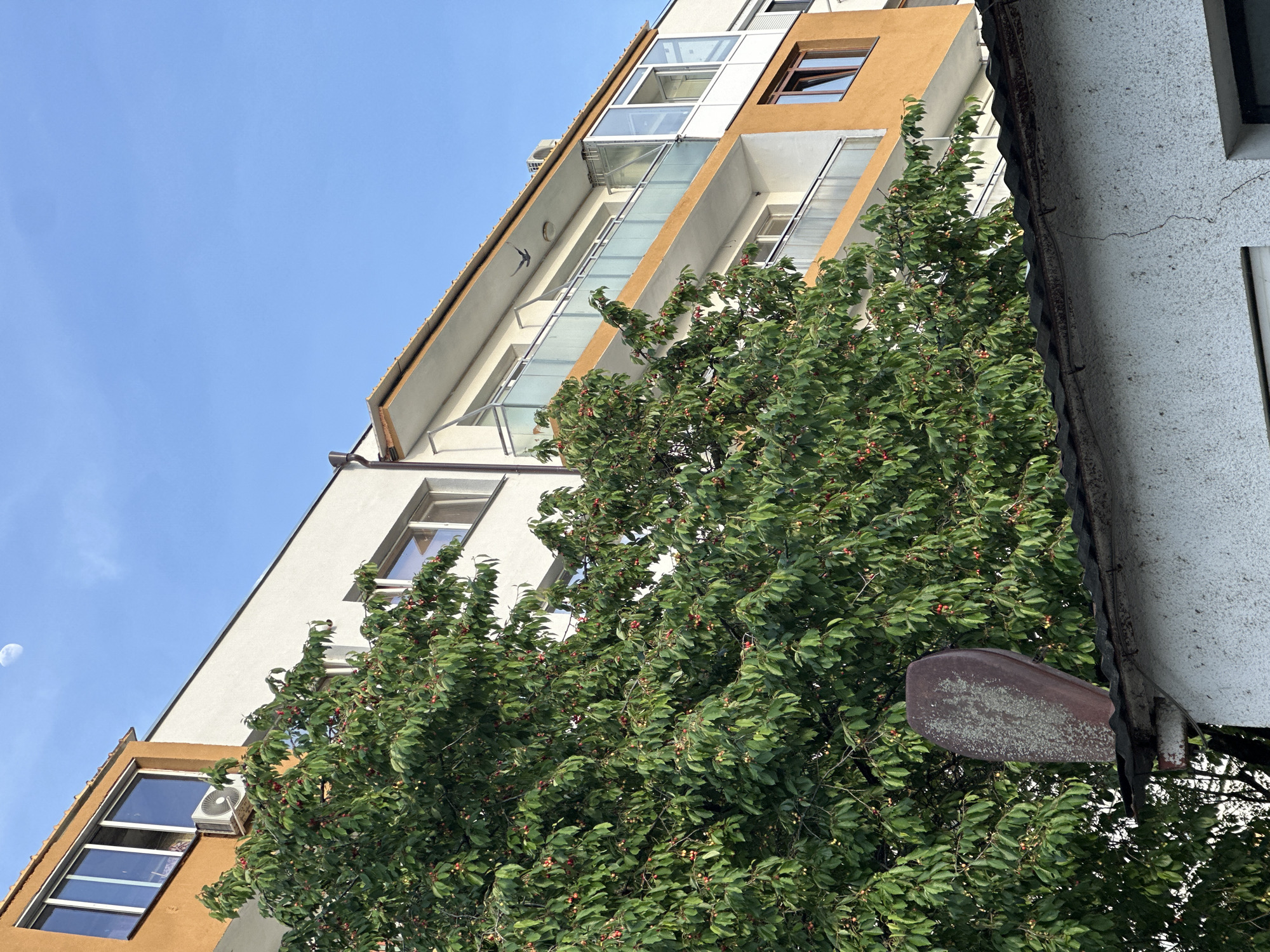 Cherry tree blooms beside residential building in Lovech, Bulgaria