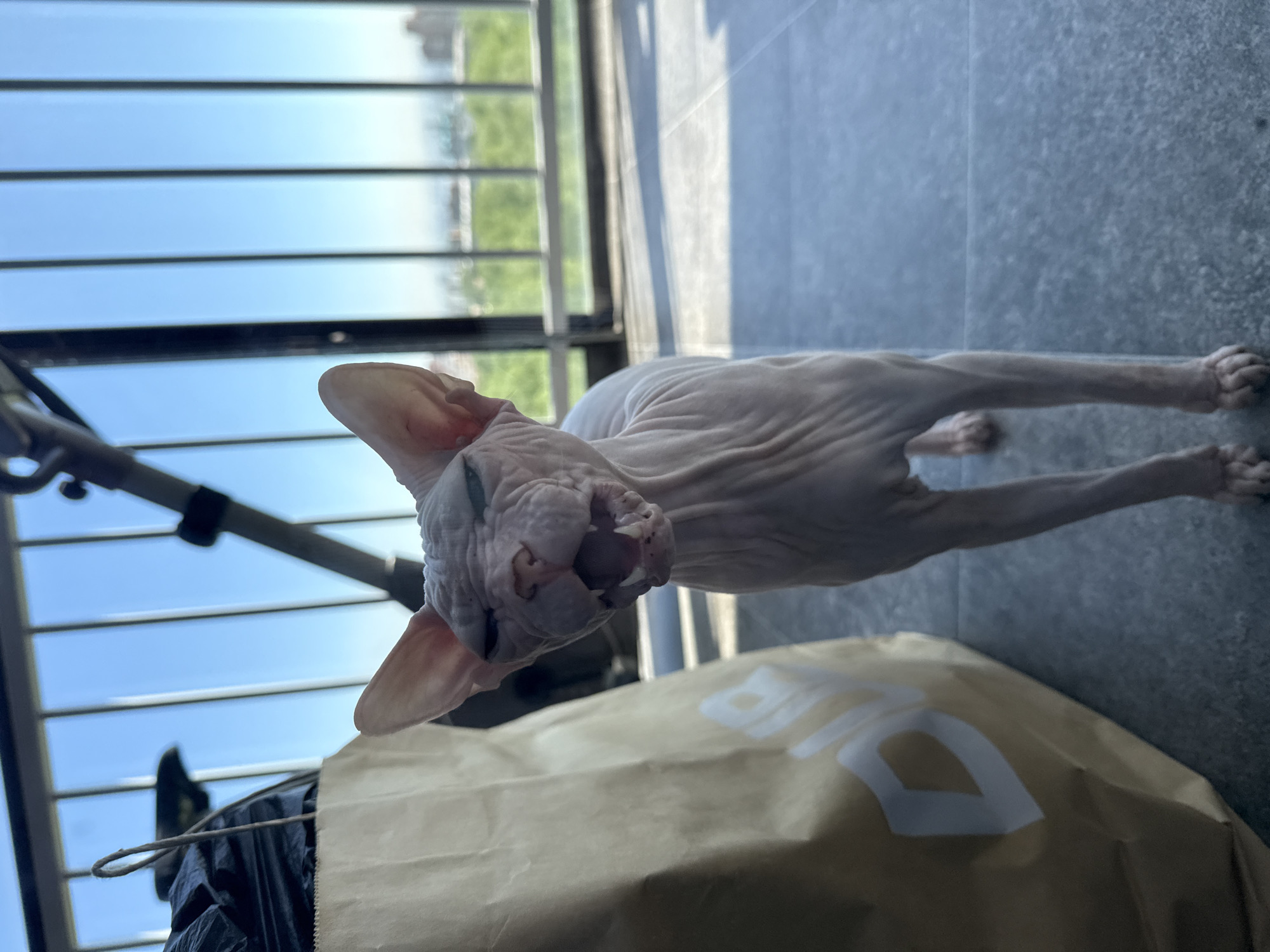 Sphynx cat observed by window in Krasnoyarsk home